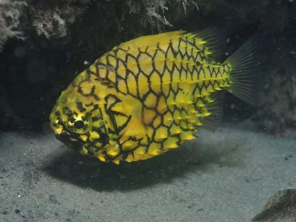 Pineapple Fish, vibrant yellow fish, black zigzag patterns, SD Desktop Wallpaper