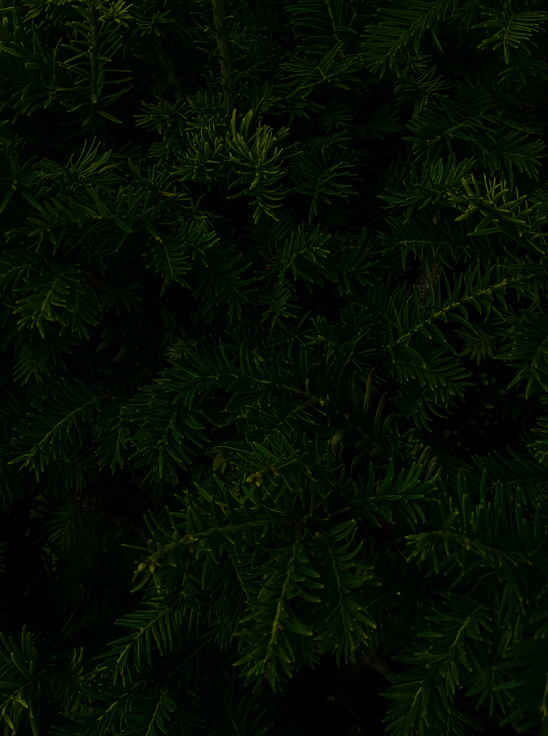 Pine Tree Leaves, black aesthetic, tumblr, 2K Phone Wallpaper