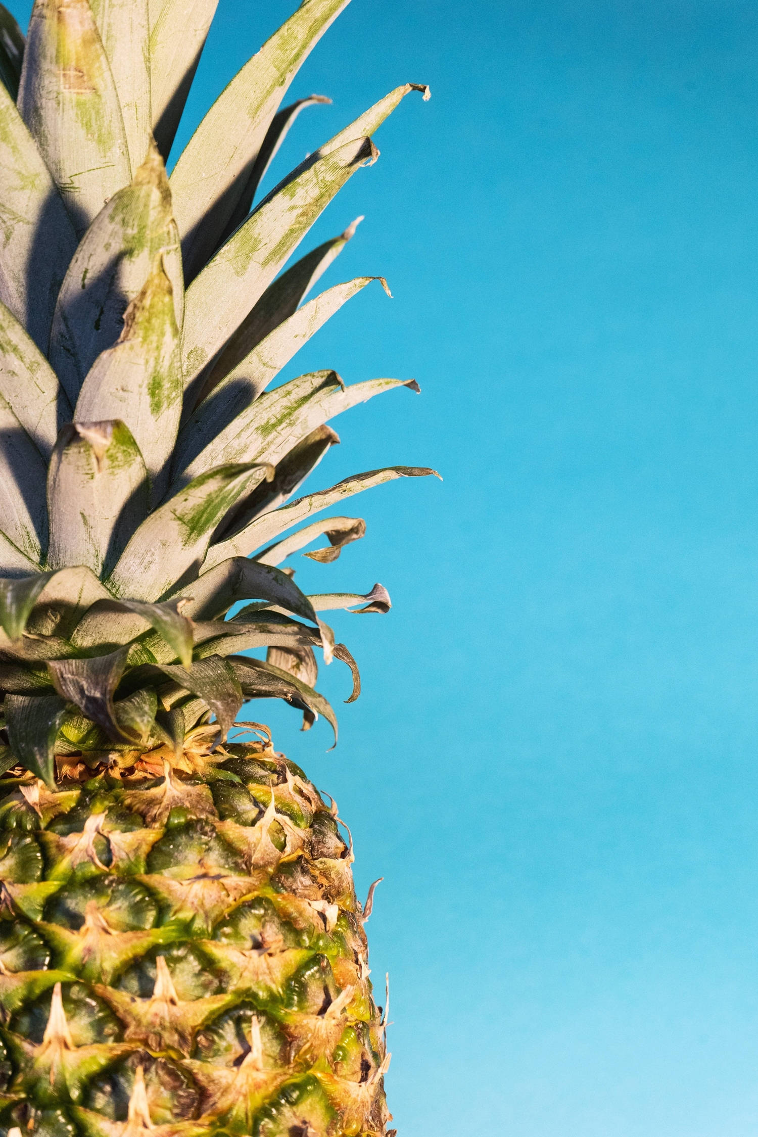 pineapple iPhone, pineapple's crown, clear blue sky, Full HD Phone Wallpaper