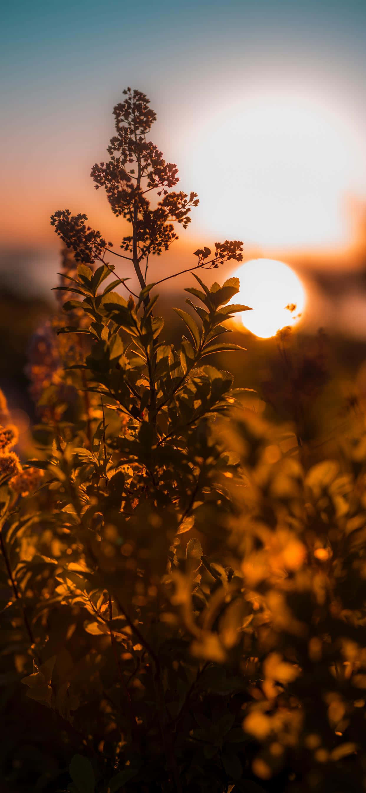 Sunrise iPhone, Pine Tree, sunlit plant silhouette, 2K Phone Wallpaper