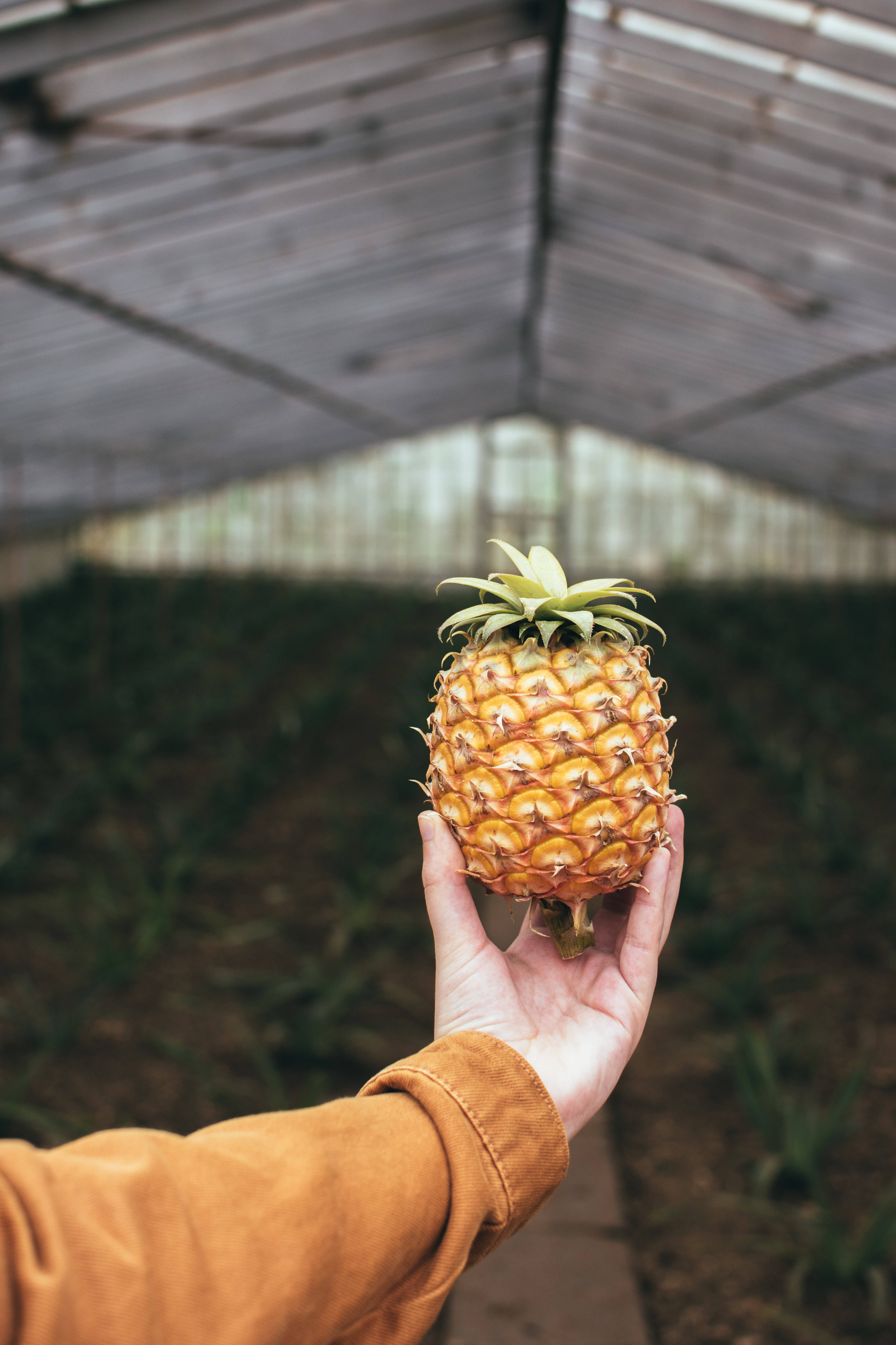 pineapple, greenhouse roof, soft natural light, 5K Phone Wallpaper