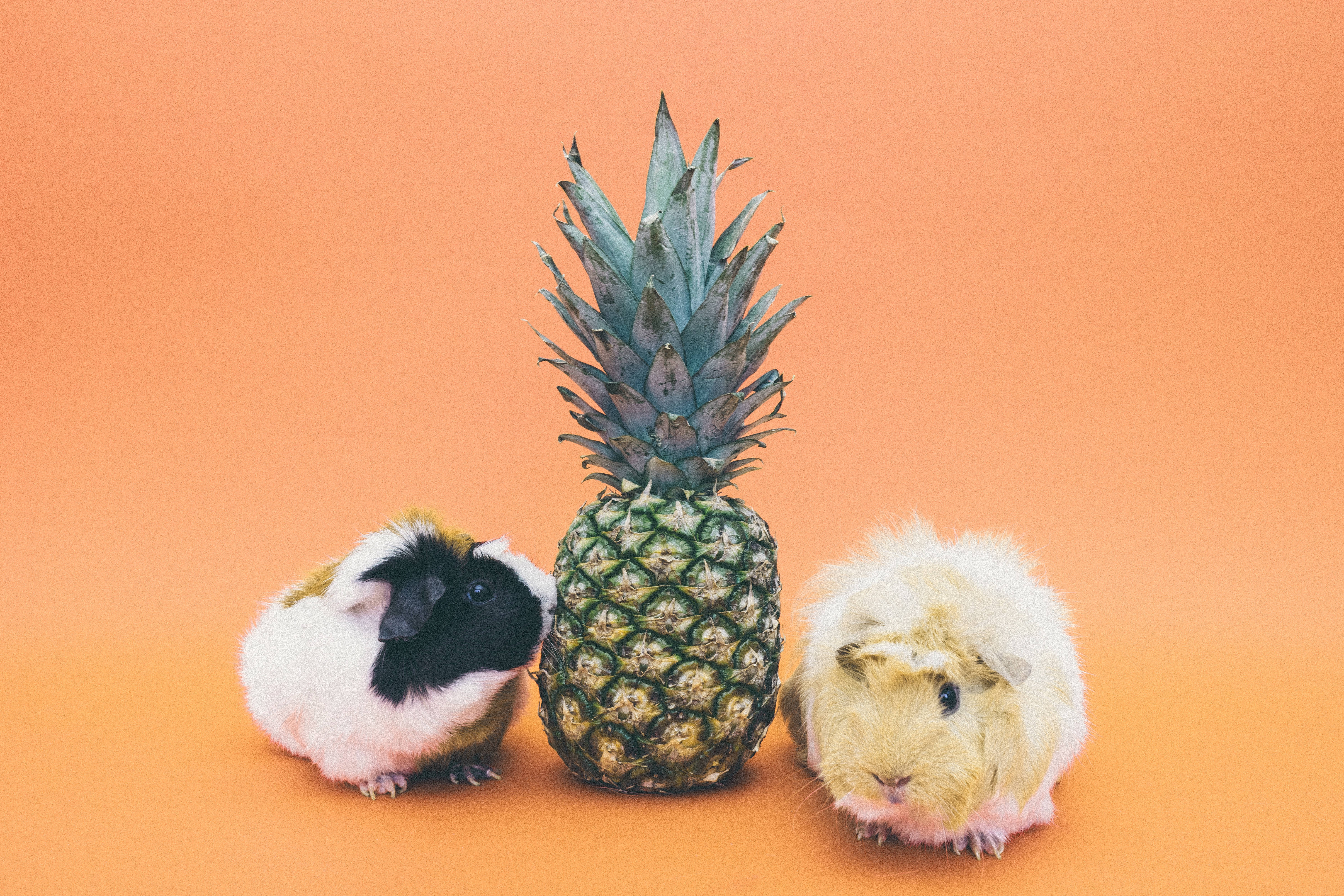 pineapple, guinea pigs, solid orange backdrop, 5K Desktop Wallpaper