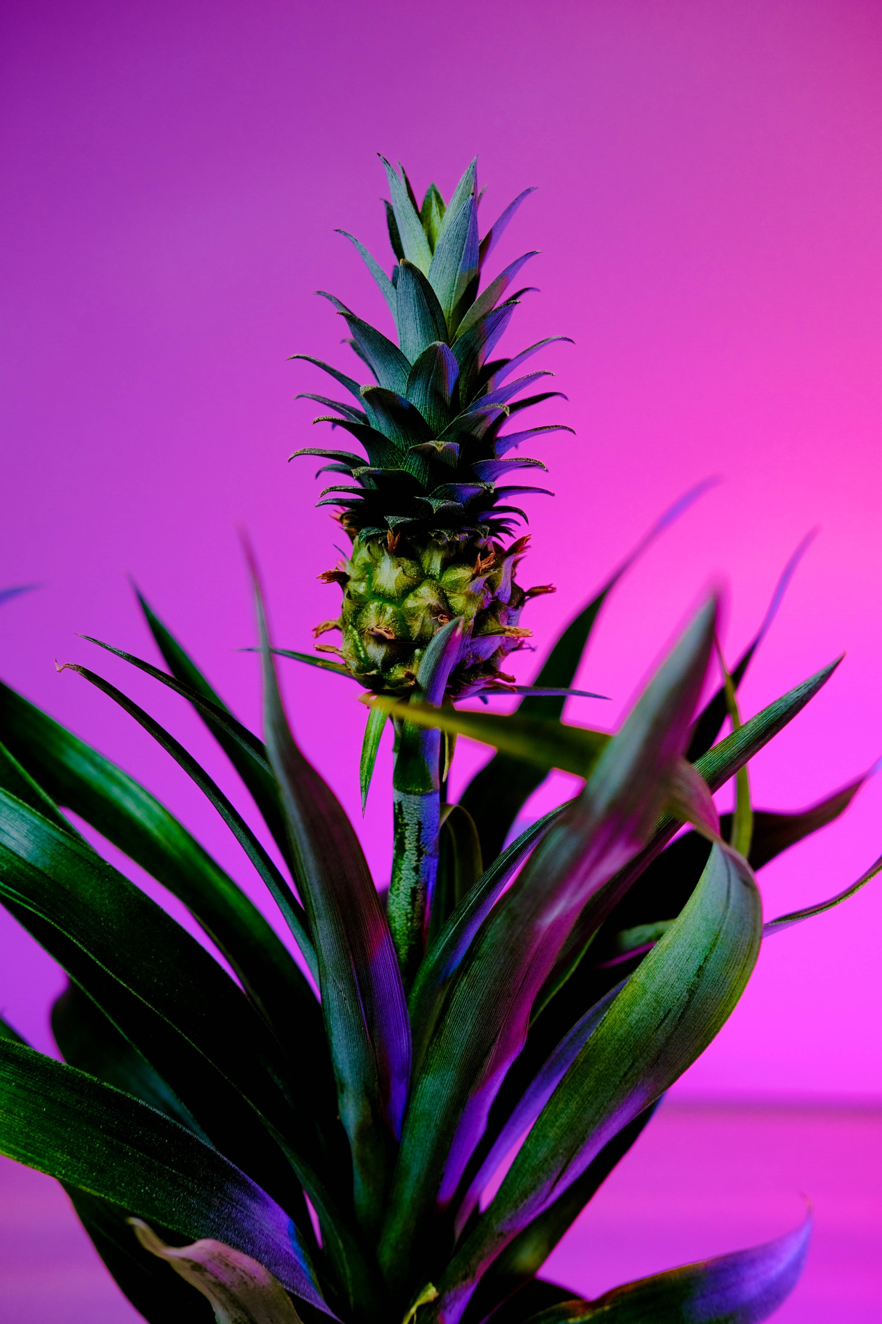 pineapple shrub, fuchsia, spiky green leaves, 4K Phone Wallpaper