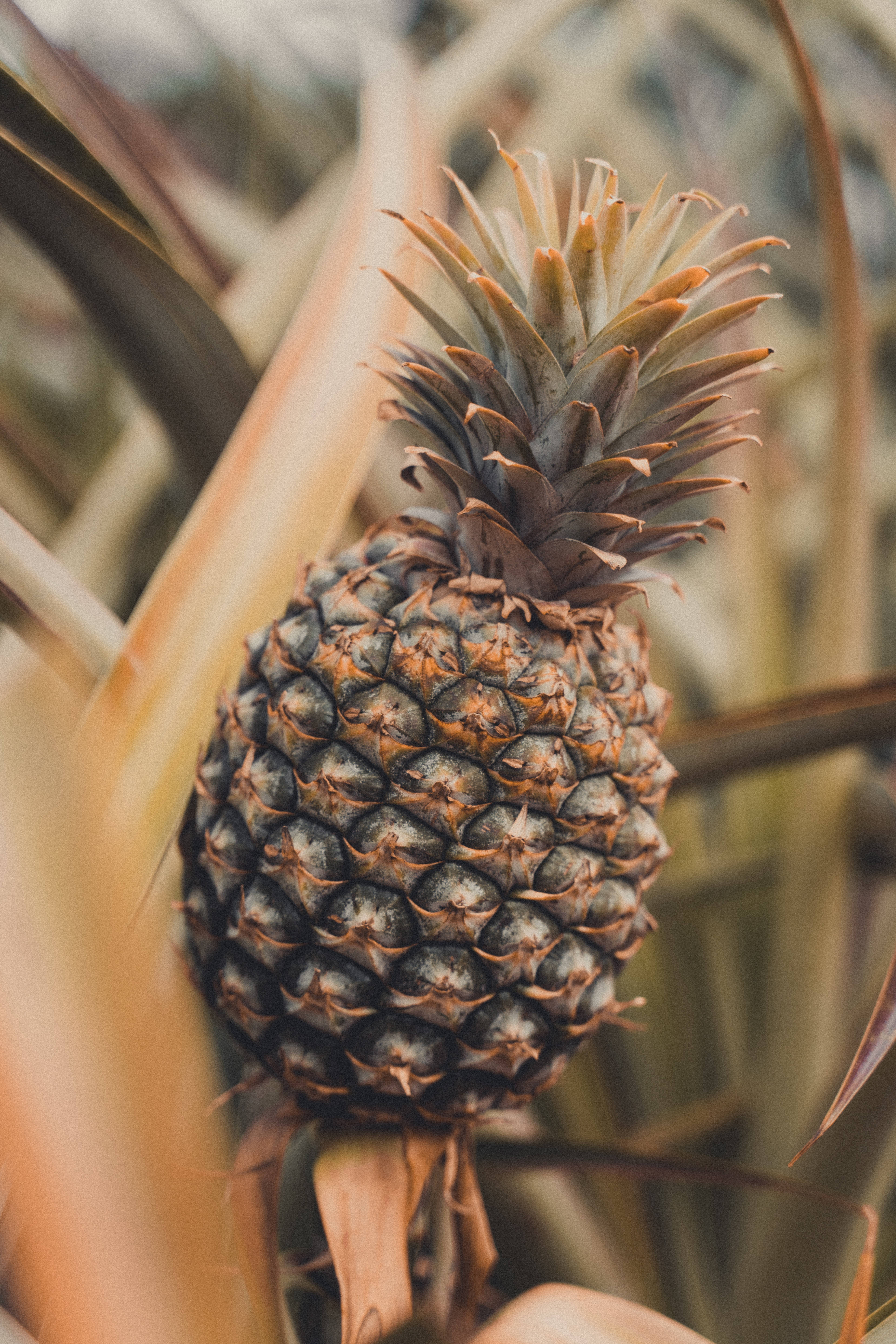 pineapple, tropics, golden light, 5K Phone Wallpaper