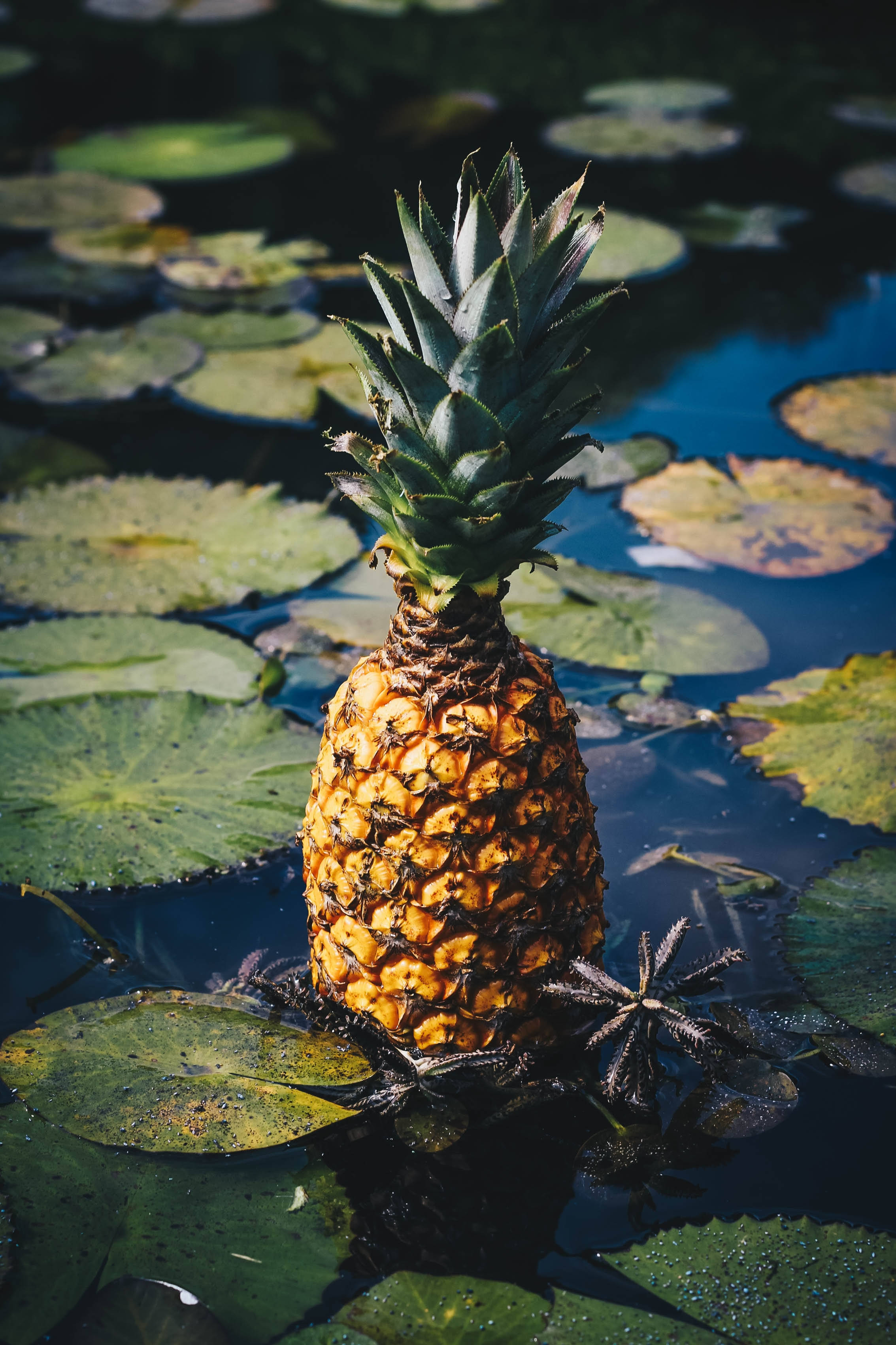 pineapple, pond, lily pads, 2K Phone Wallpaper