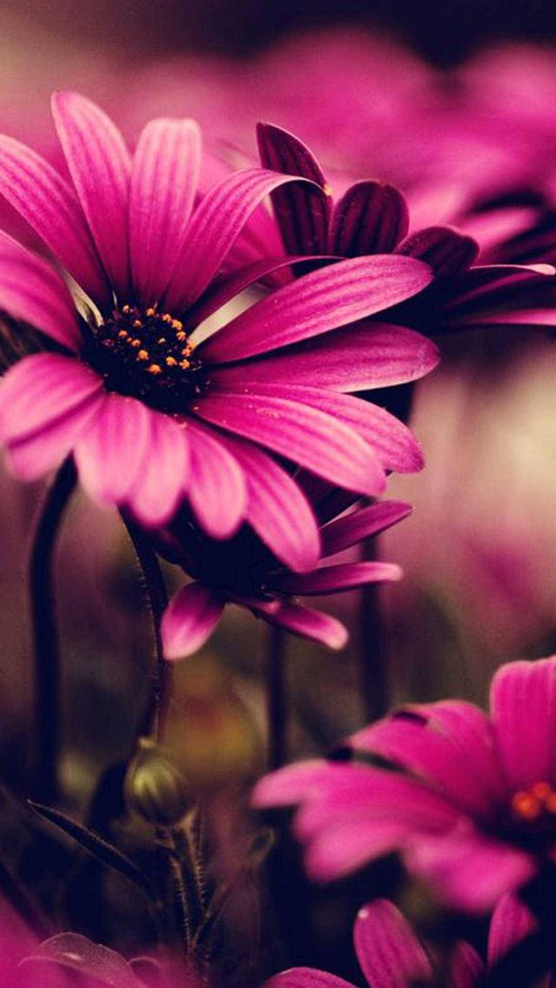 pink daisies, dark centers, magenta background, Full HD Phone Wallpaper