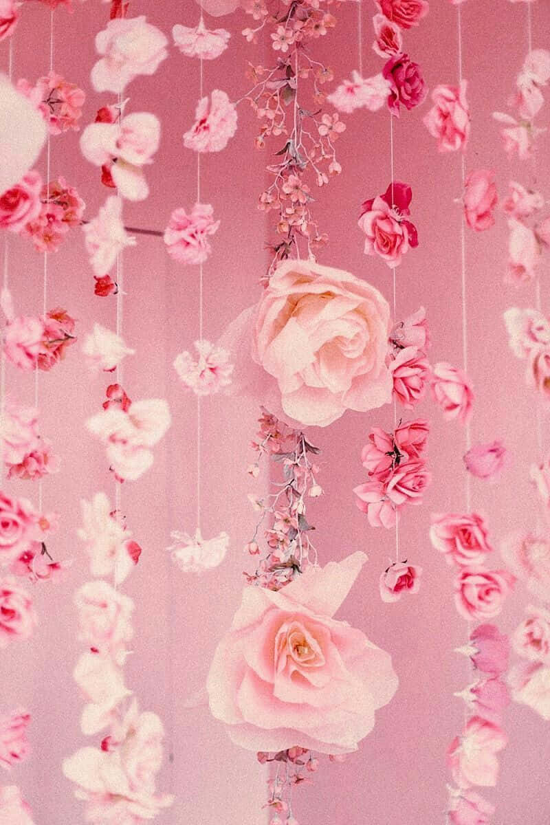pink roses, blossoms, soft pink backdrop, SD Phone Wallpaper