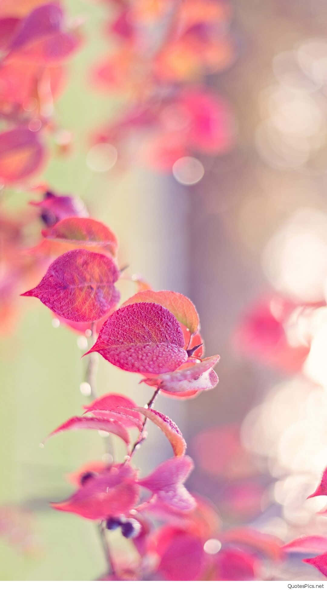 Pink Leaves, Sunlight, Dew, Full HD Phone Wallpaper