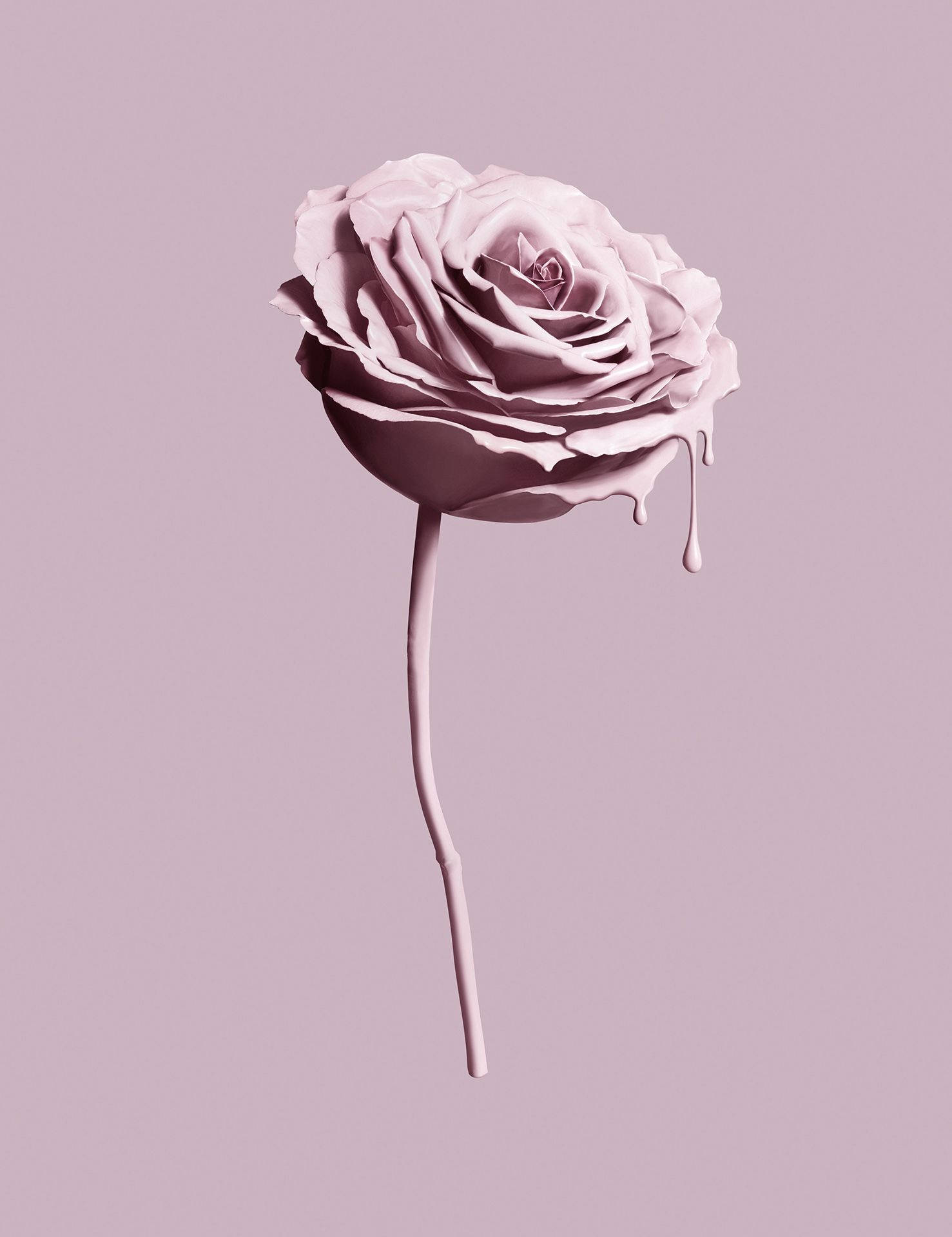 mauve rose, glossy petals, drips, Full HD Phone Wallpaper