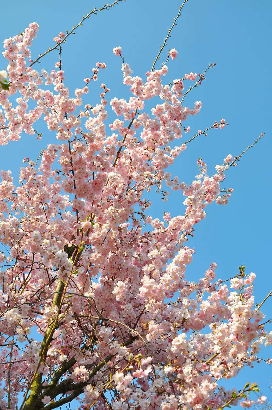 Pink cherry blossoms, clear blue sky, bright daylight, HD Phone Wallpaper