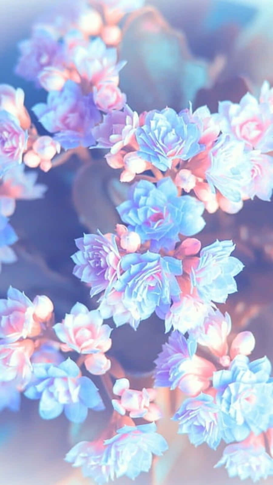 pastel blue, pink succulent flowers, dreamy, HD Phone Wallpaper