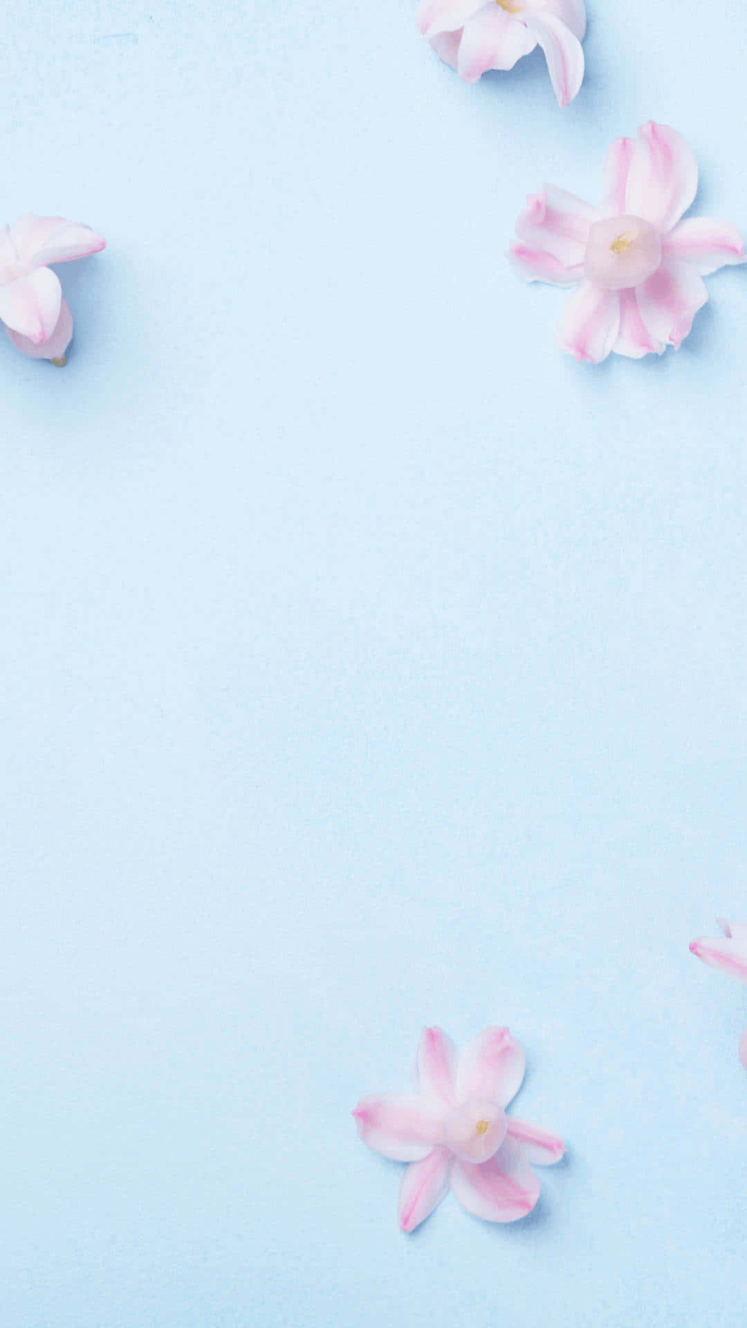 pink flowers, blue background, soft pink cherry blossoms, Full HD Phone Wallpaper