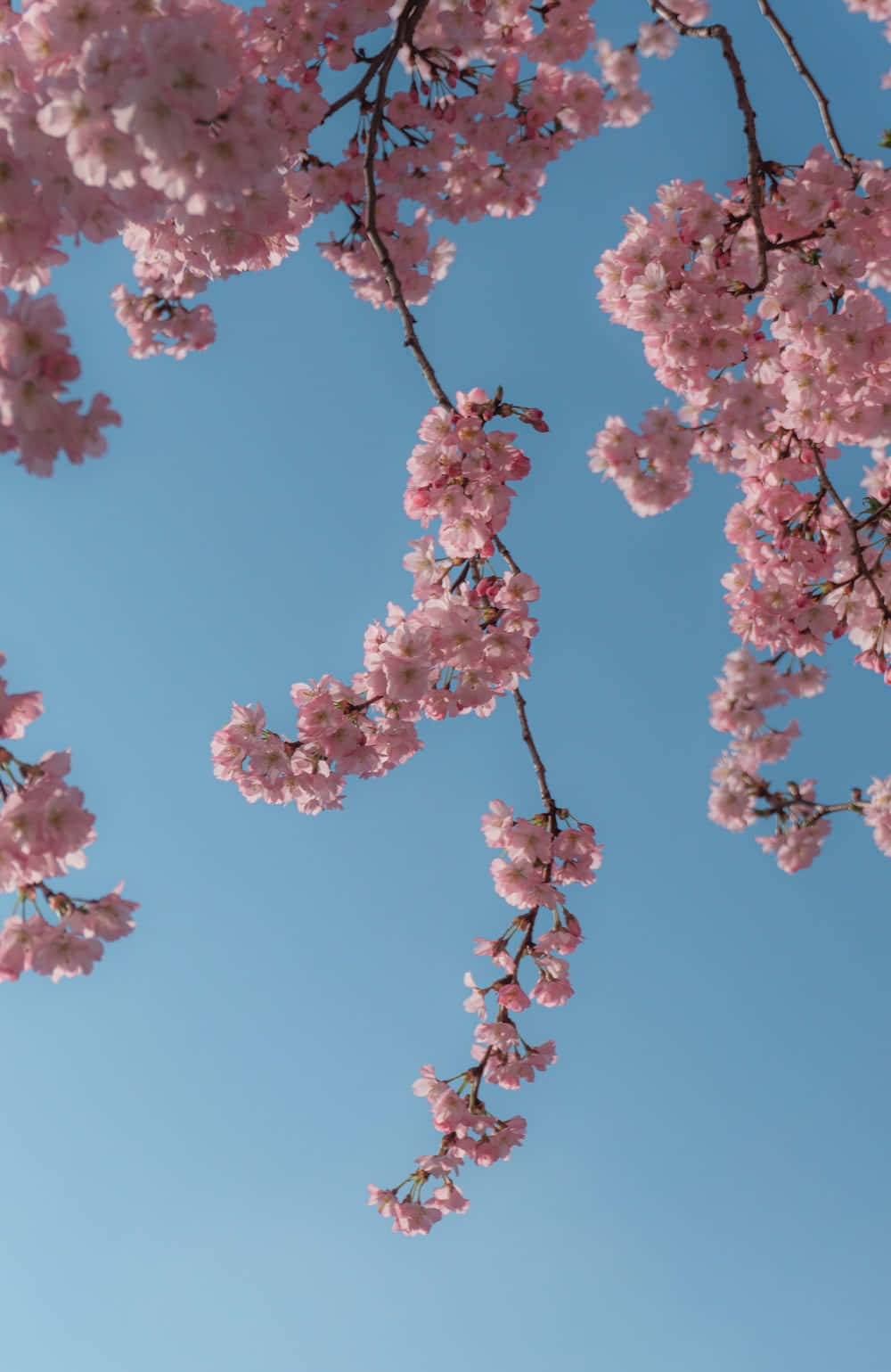 pink cherry blossoms, clear blue sky, vibrant spring scene, HD Phone Wallpaper