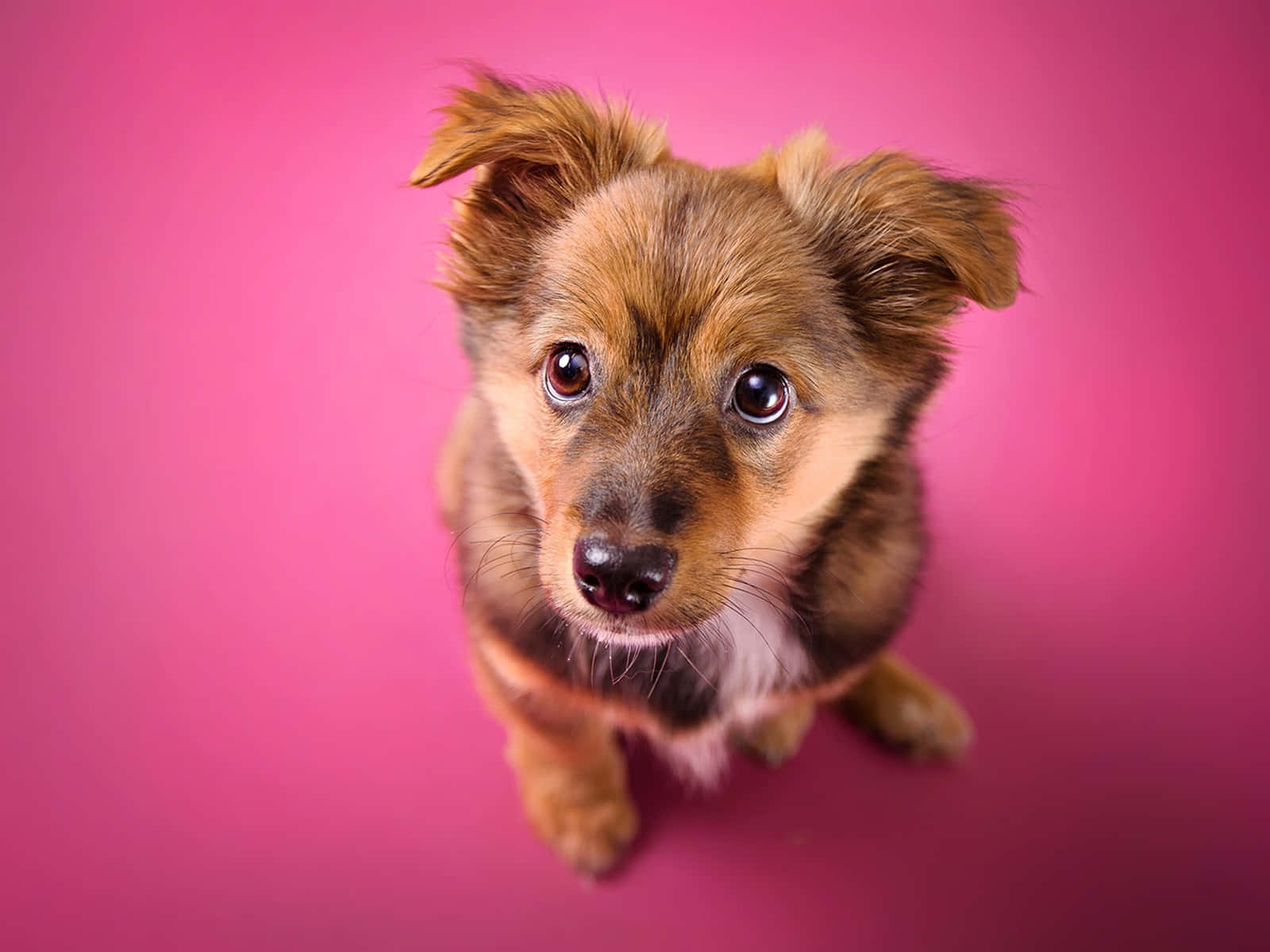 pink puppies, fluffy brown puppy, vibrant pink background, HD Desktop Wallpaper