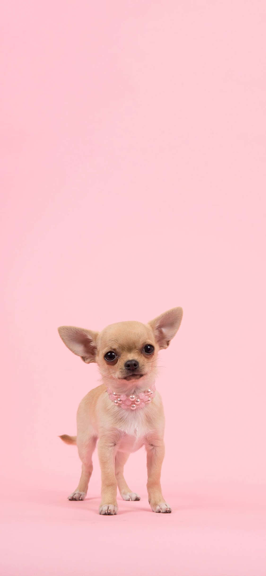 pink puppies, chihuahua puppy, big dark eyes, Full HD Phone Wallpaper