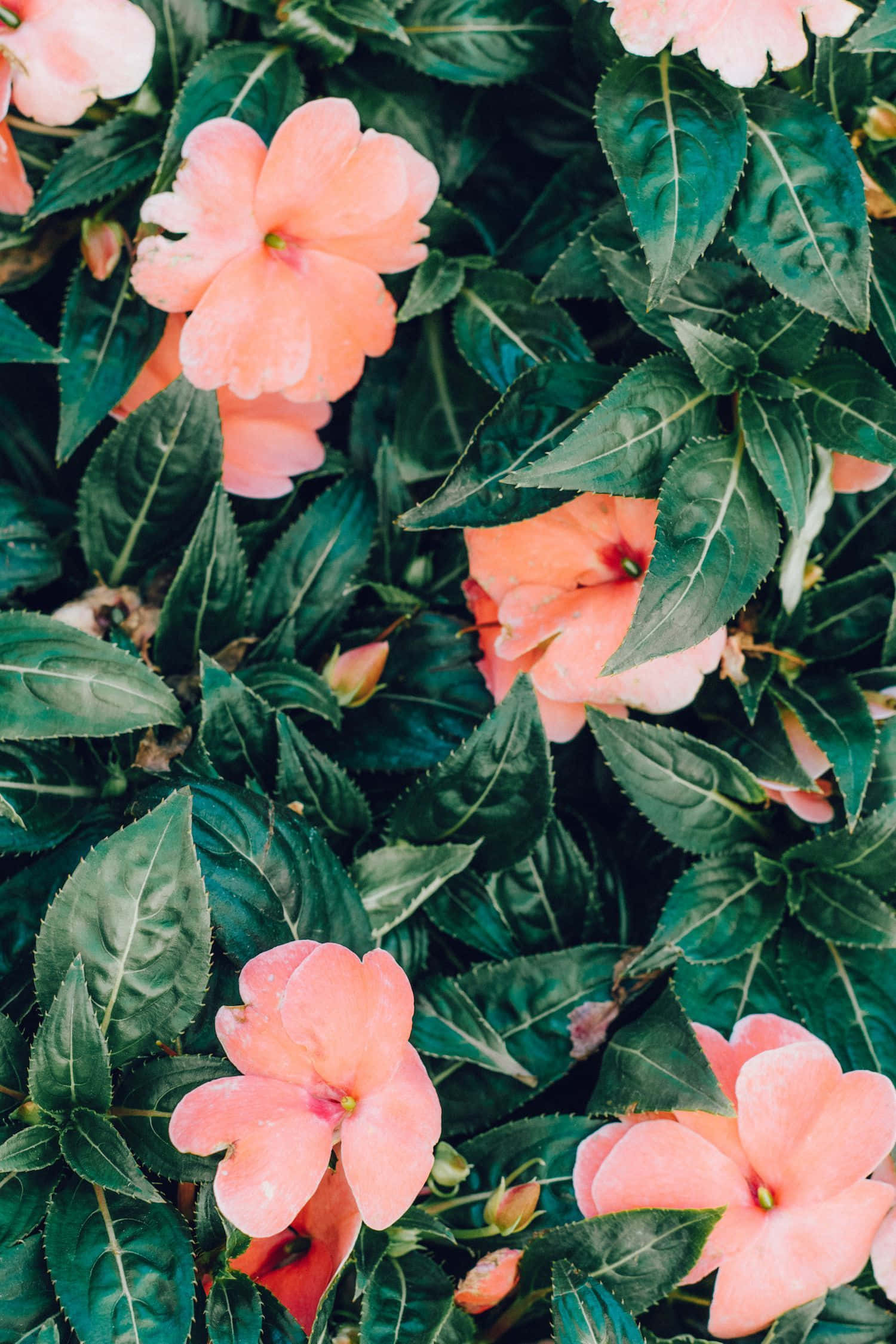 peach flowers, dark green leaves, lush garden, Full HD Phone Wallpaper