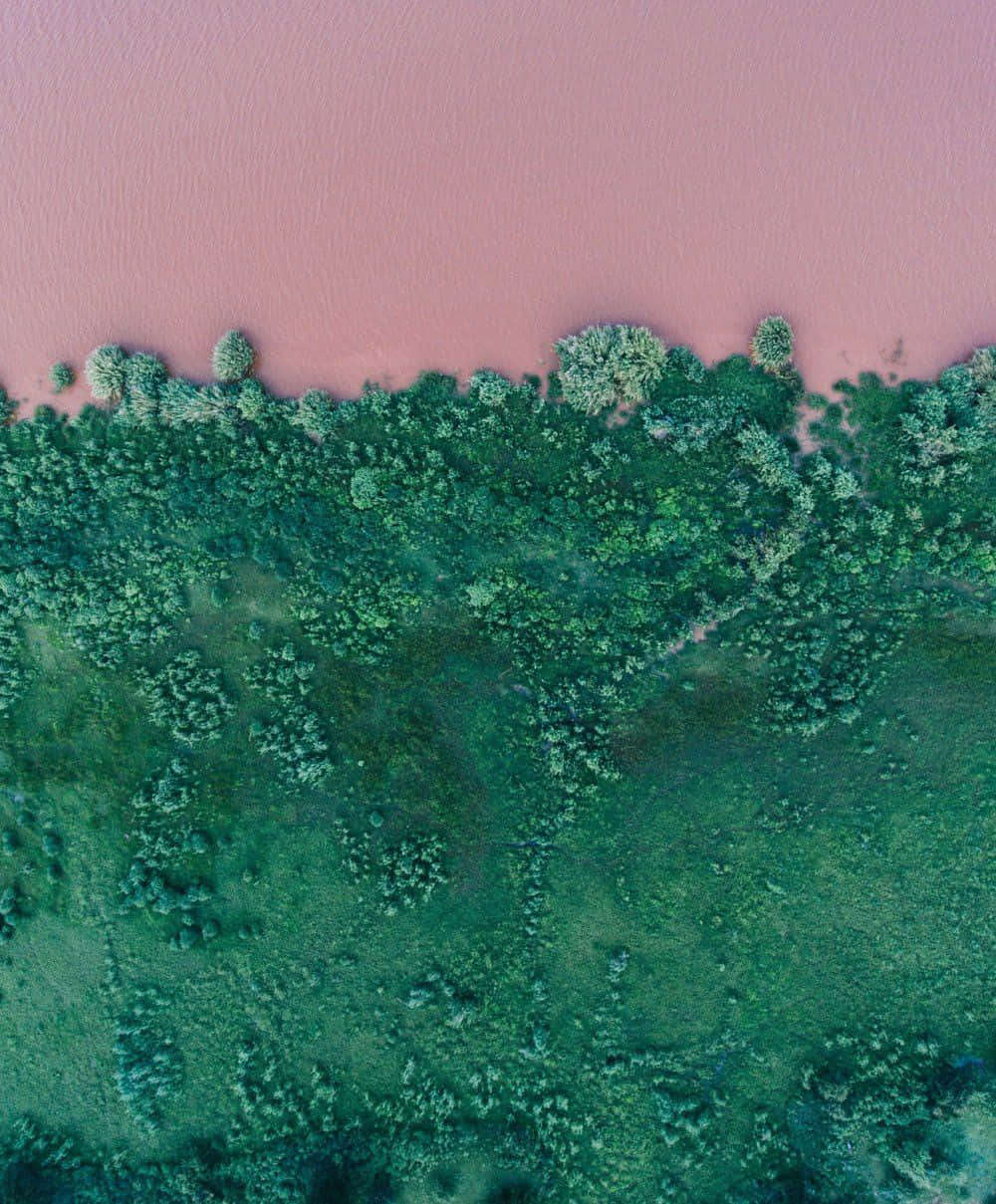 pink lake, dense green forest, aerial view, SD Phone Wallpaper