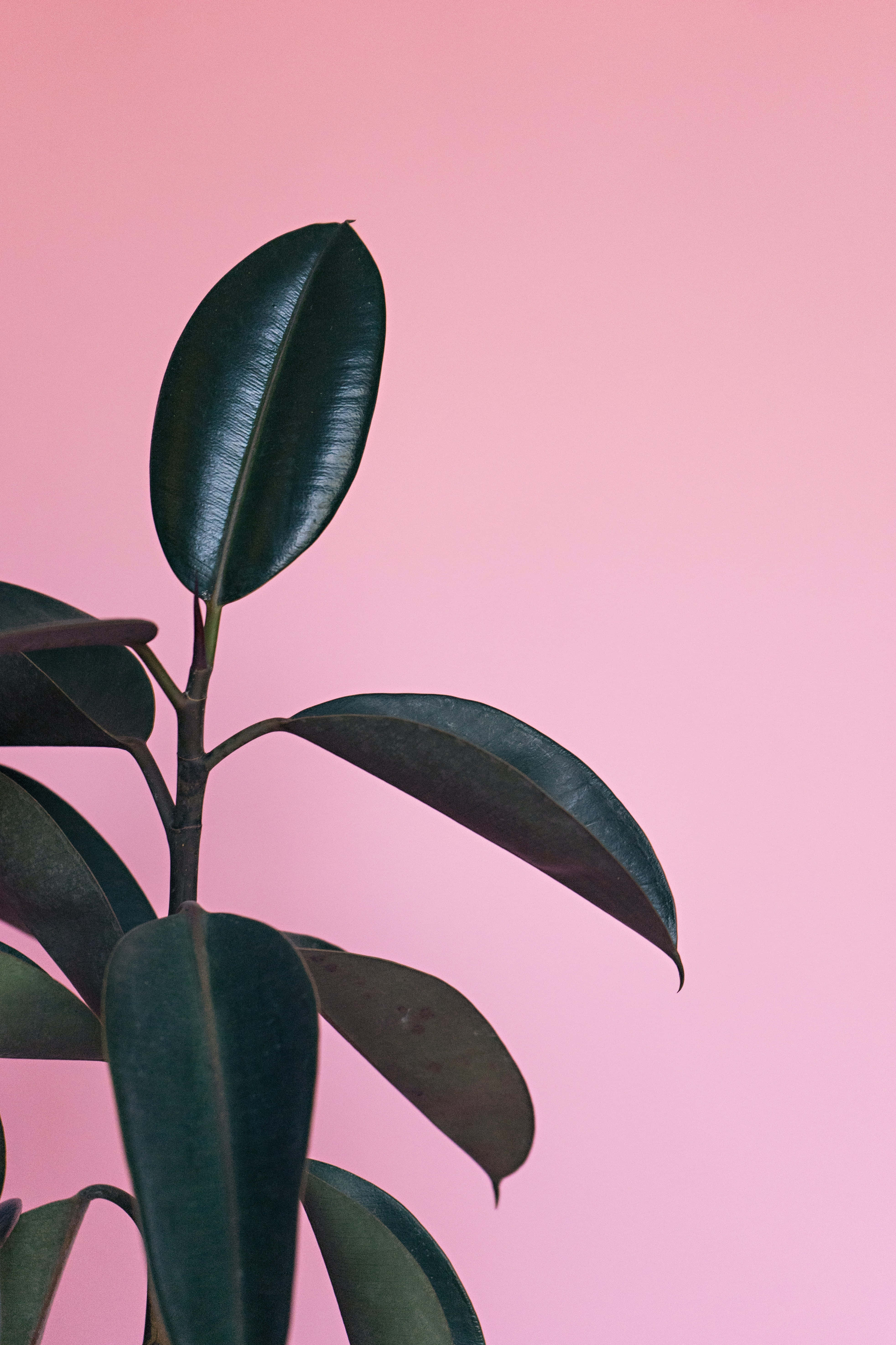 Rubber Fig Plant, glossy dark green, soft pink background, 5K Phone Wallpaper
