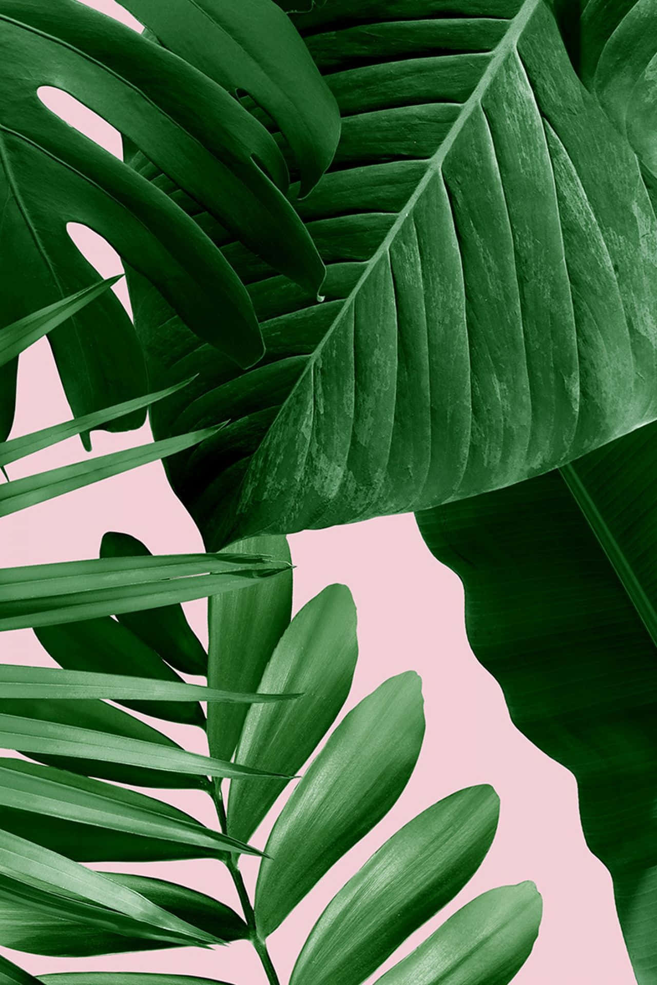 tropical leaves, vibrant green, intricate veins, Full HD Phone Wallpaper