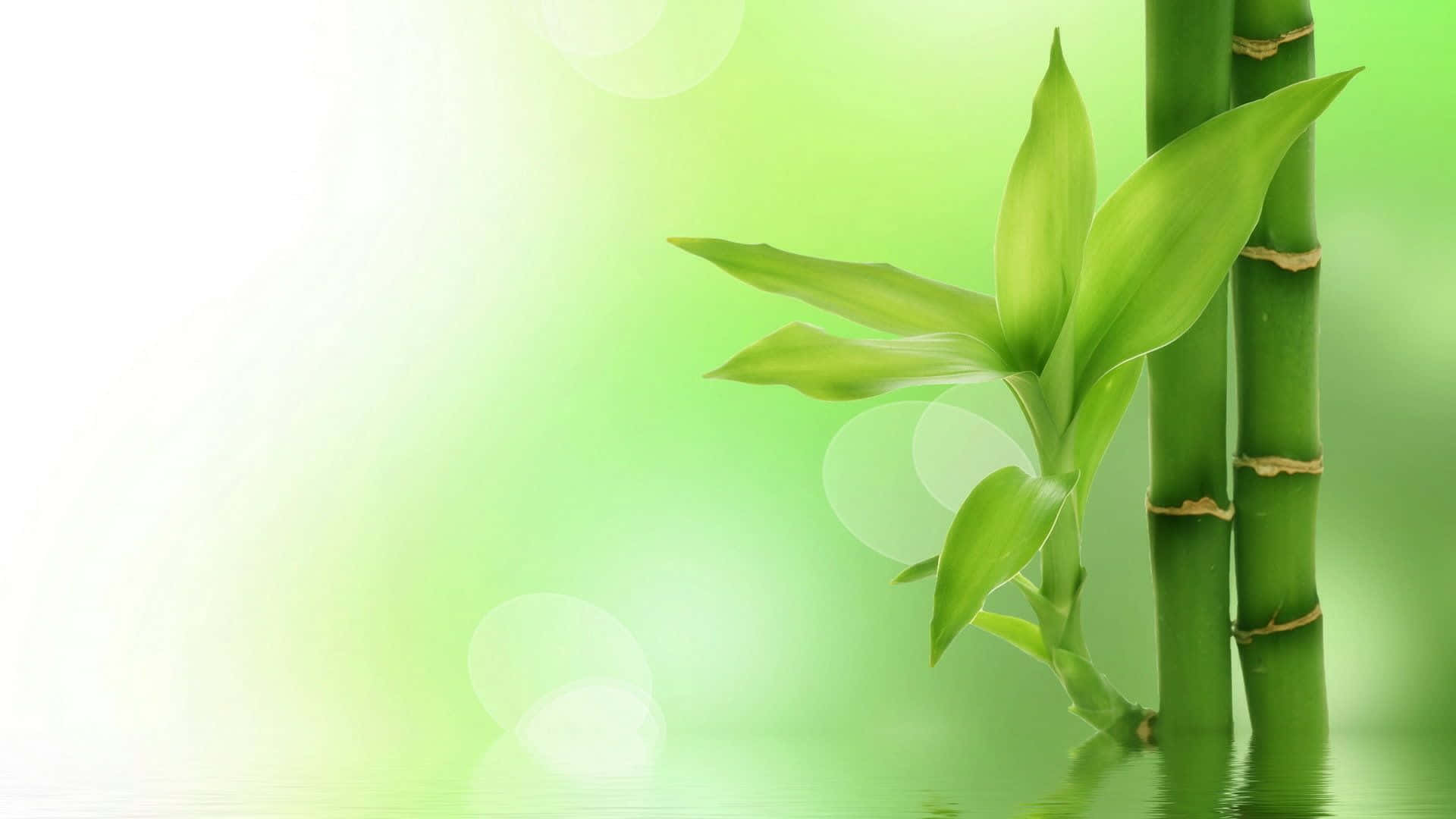 Cute Green Bamboo, fresh green bamboo stalks, leaves, Full HD Desktop Wallpaper
