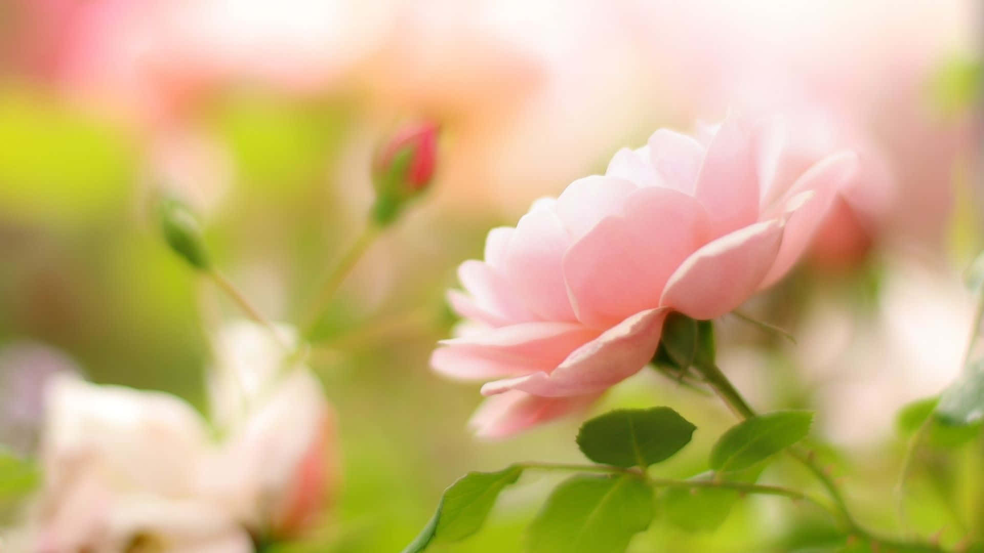 soft pink rose, green leaves, blurred garden background, Full HD Desktop Wallpaper