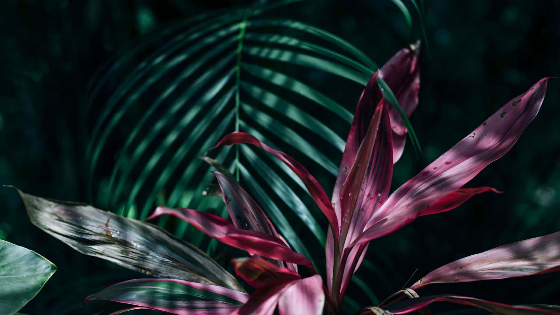 magenta, green, tropical leaves, Full HD Desktop Wallpaper