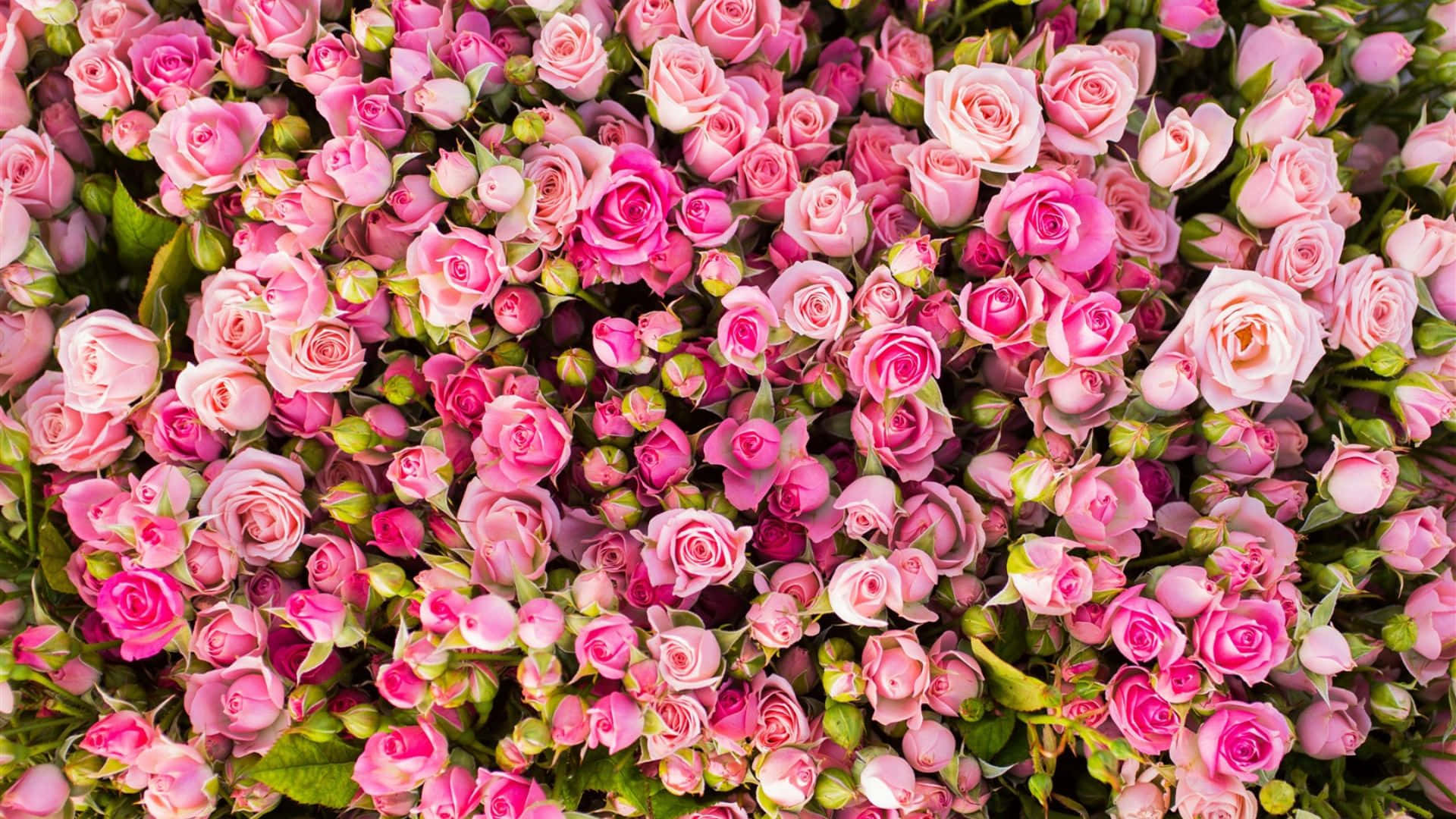 pink roses, green leaves, field, Full HD Desktop Wallpaper