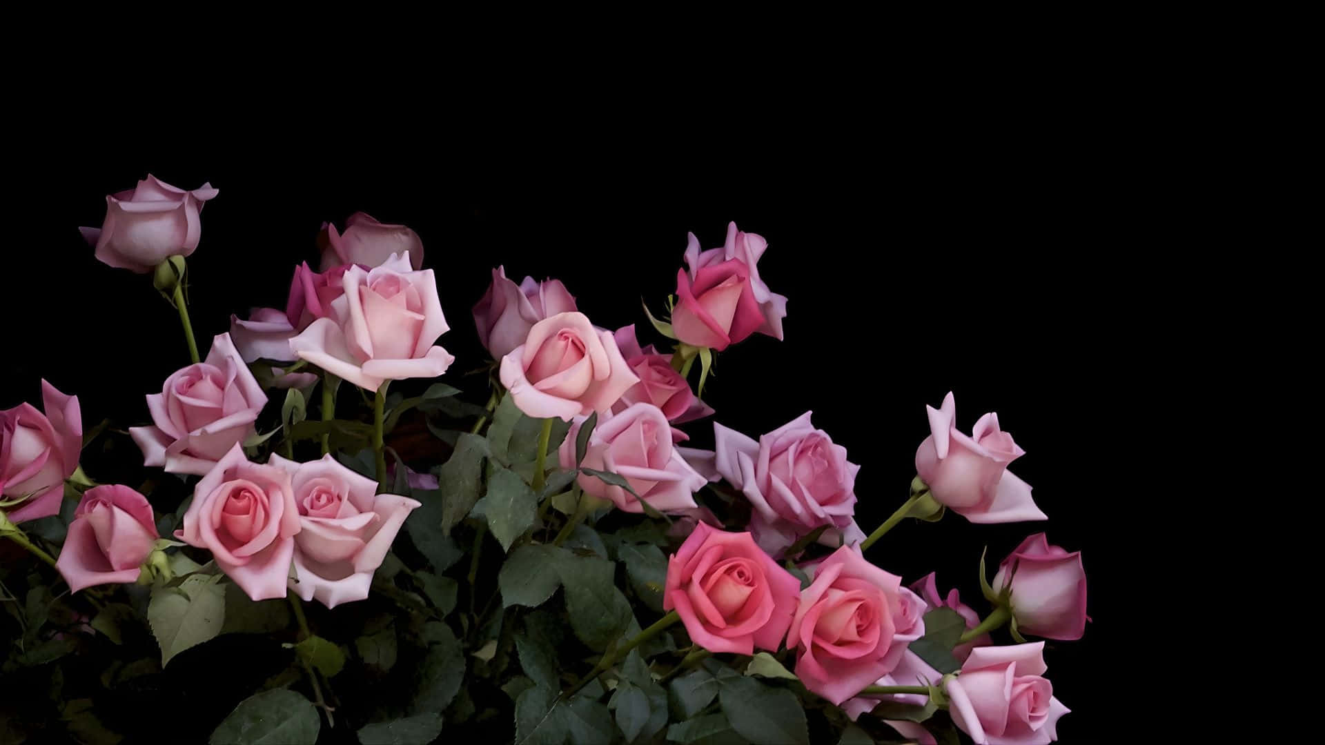pink roses, green leaves, solid black background, Full HD Desktop Wallpaper