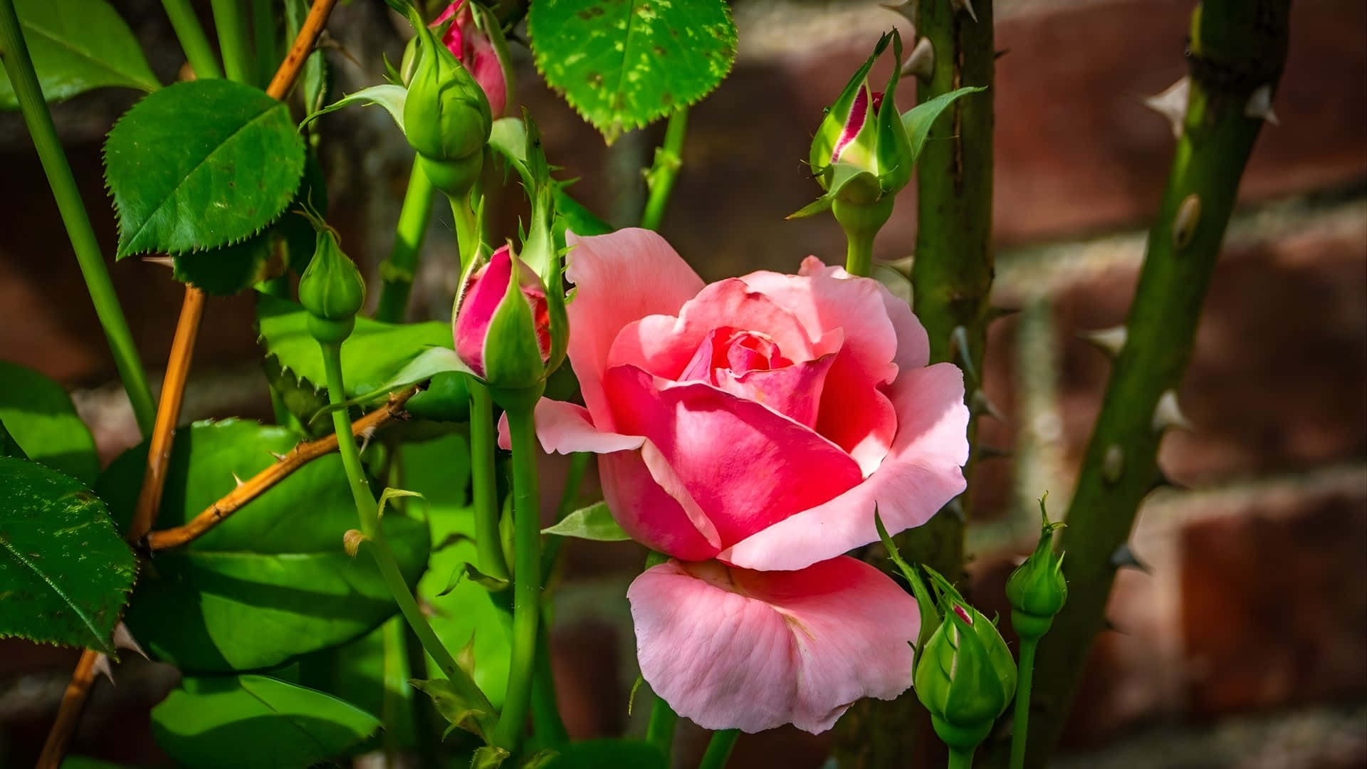 pink rose, green leaves, thorny stems, Full HD Desktop Wallpaper