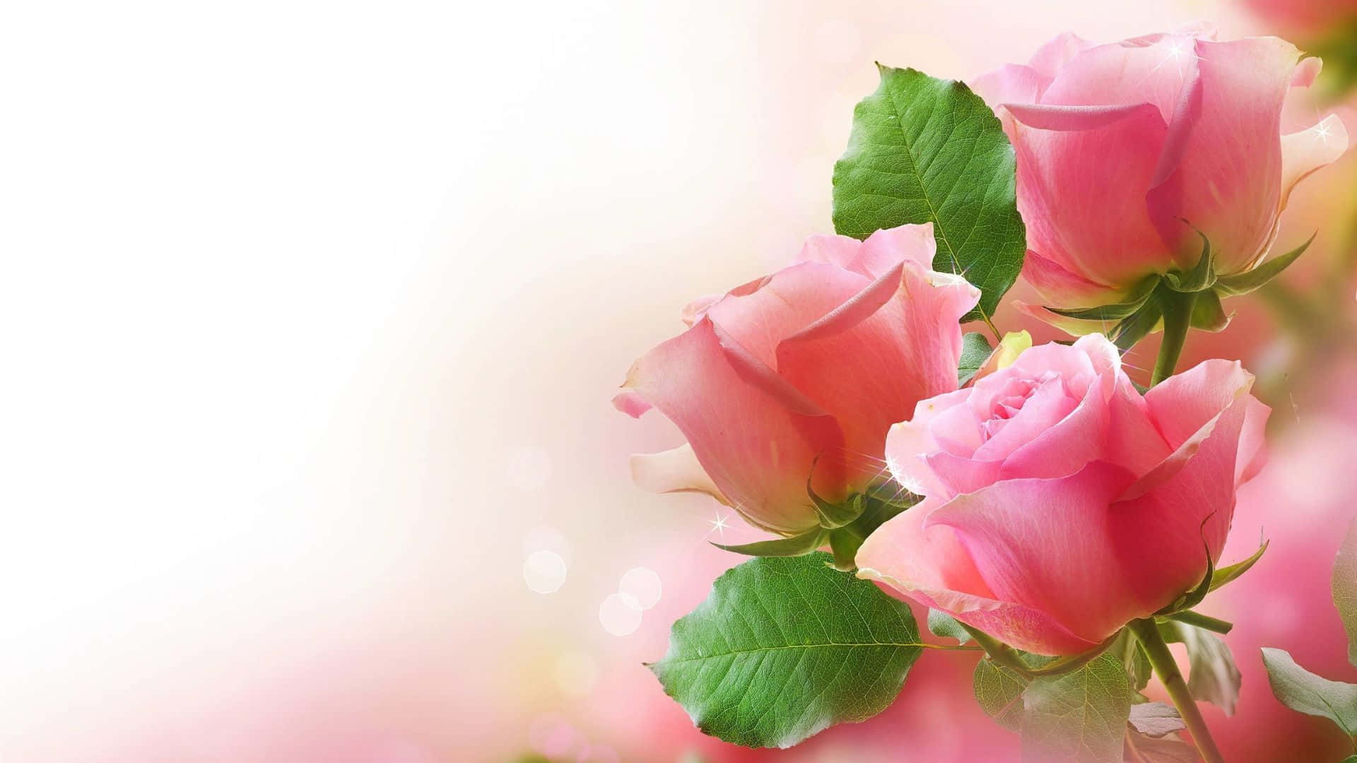pink roses, green leaves, glowing pastel background, Full HD Desktop Wallpaper