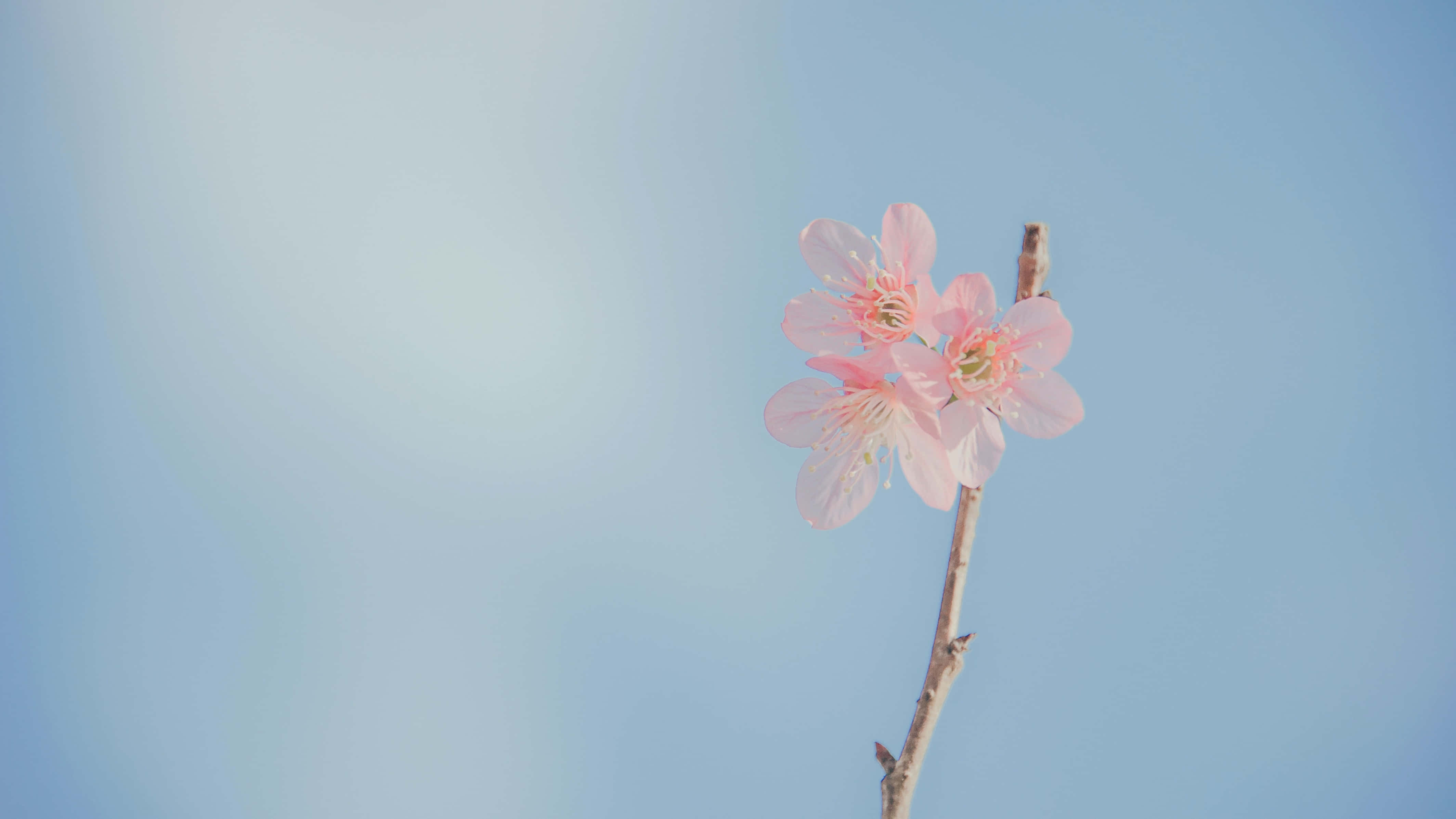 pastel pink, purple, glittery scene, 4K Desktop Wallpaper