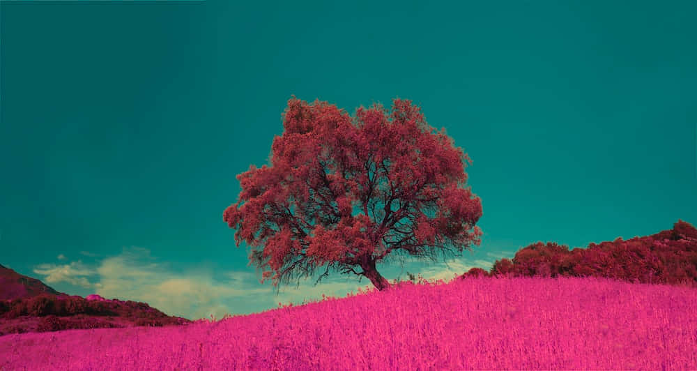magenta leaves, vibrant pink field, teal sky, SD Desktop Wallpaper