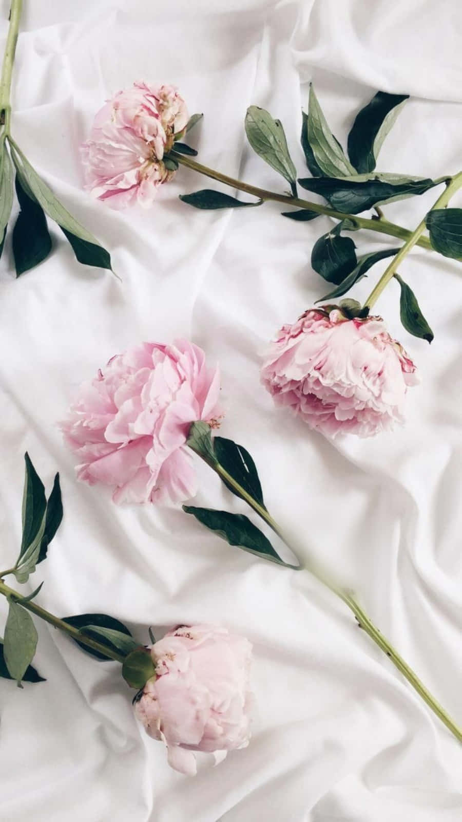 pink peonies, green stems, crumpled white fabric, HD Phone Wallpaper