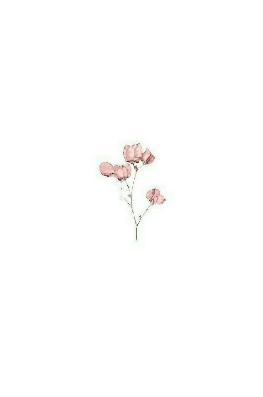pink flower cluster, slender stem, stark white background, HD Phone Wallpaper