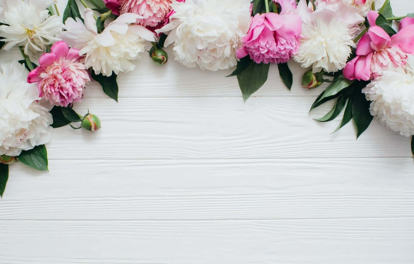 Pink And White Aesthetic, pink and white peonies, green leaves, HD Desktop Wallpaper