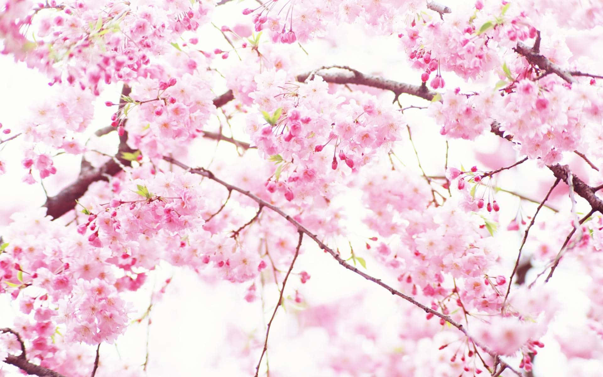 pink and white aesthetic, soft pink cherry blossoms, dark branches, Full HD Desktop Wallpaper