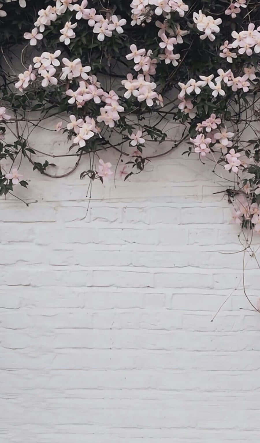 pink jasmine flowers, white brick wall, soft romantic contrast, HD Phone Wallpaper