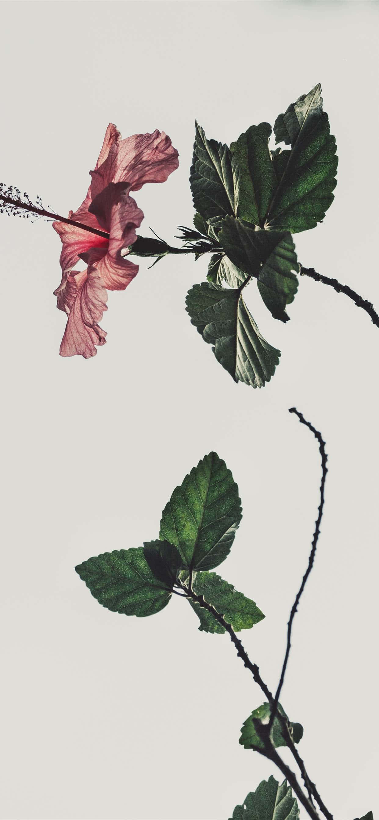 pink hibiscus flower, deep green leaves, soft neutral background, 2K Phone Wallpaper