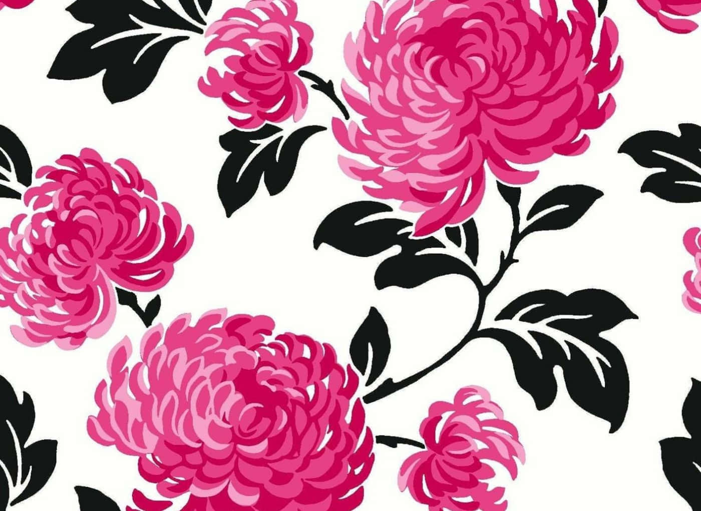 pink chrysanthemums, black leaves, stark white background, HD Desktop Wallpaper