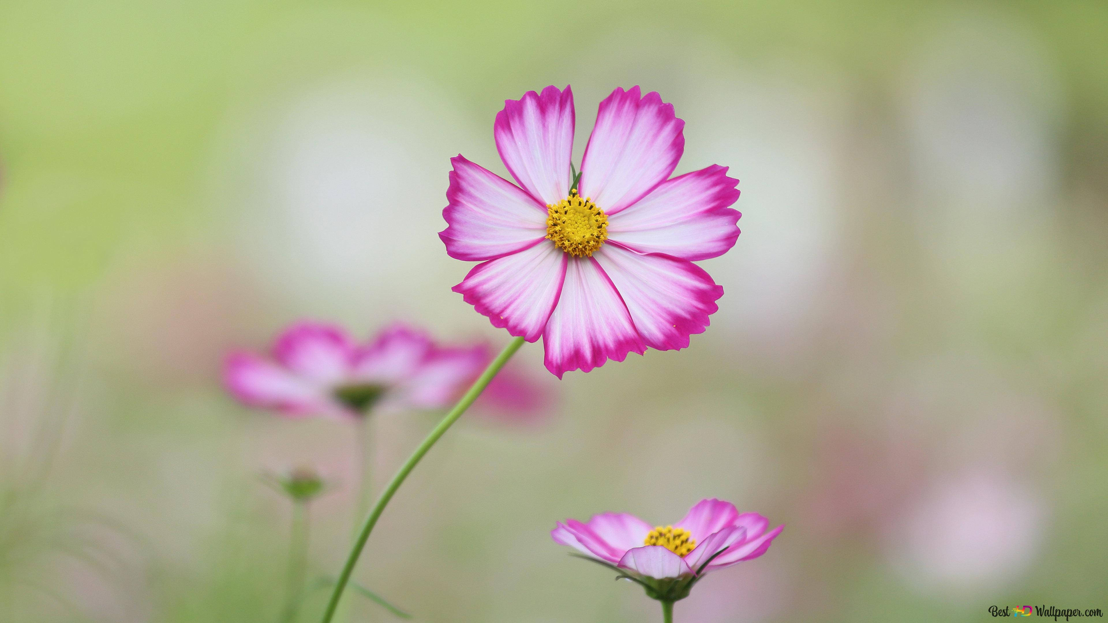 pink cosmos flower, yellow center, blurred green field, 4K Desktop Wallpaper