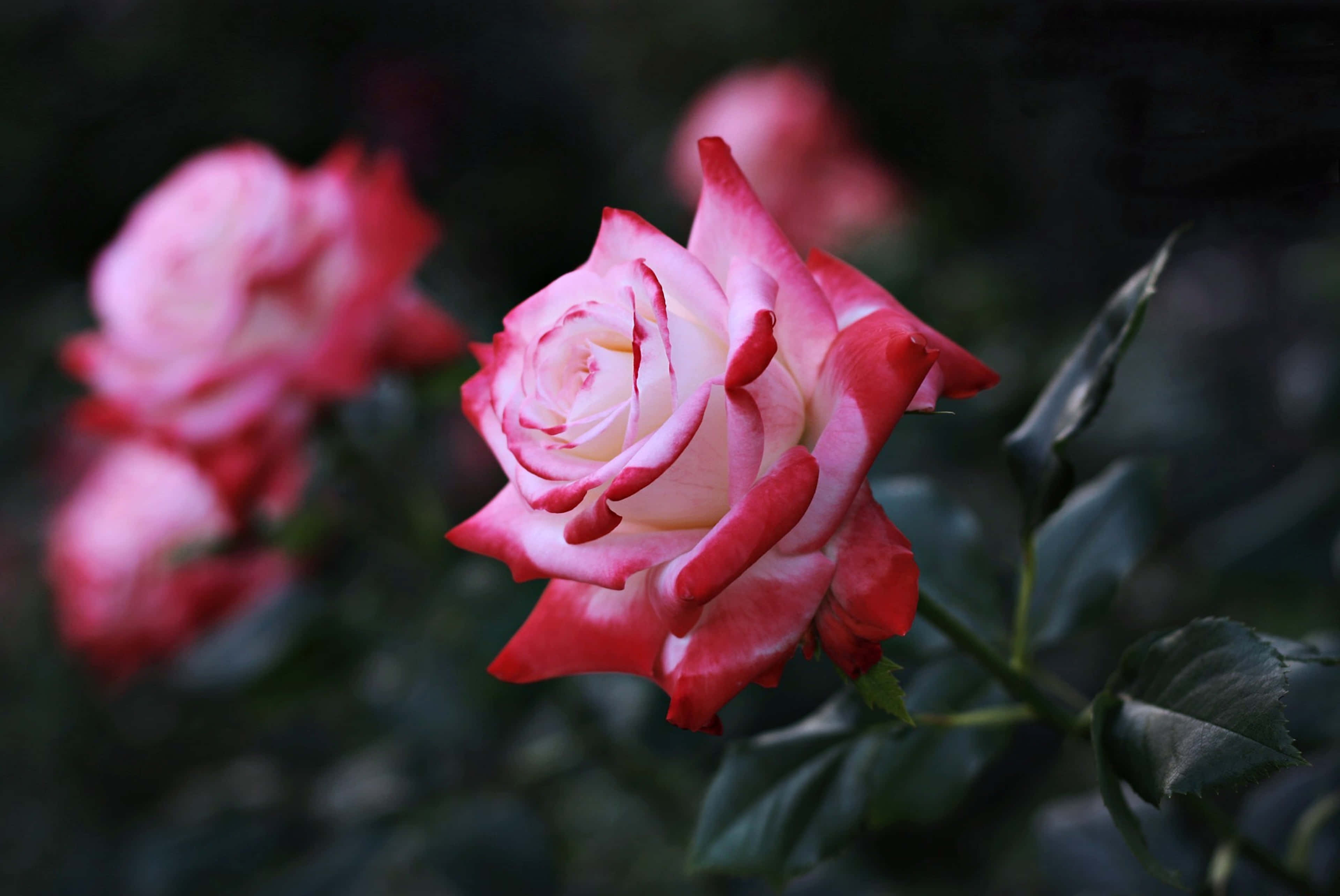 HD Rose, pink and white rose, soft focus, 4K Desktop Wallpaper