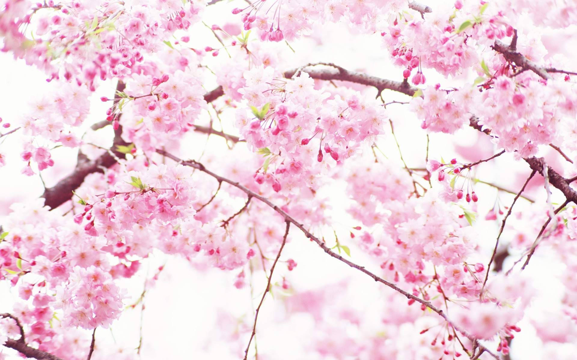 Pink And White, cherry blossoms, dark branches, Full HD Desktop Wallpaper