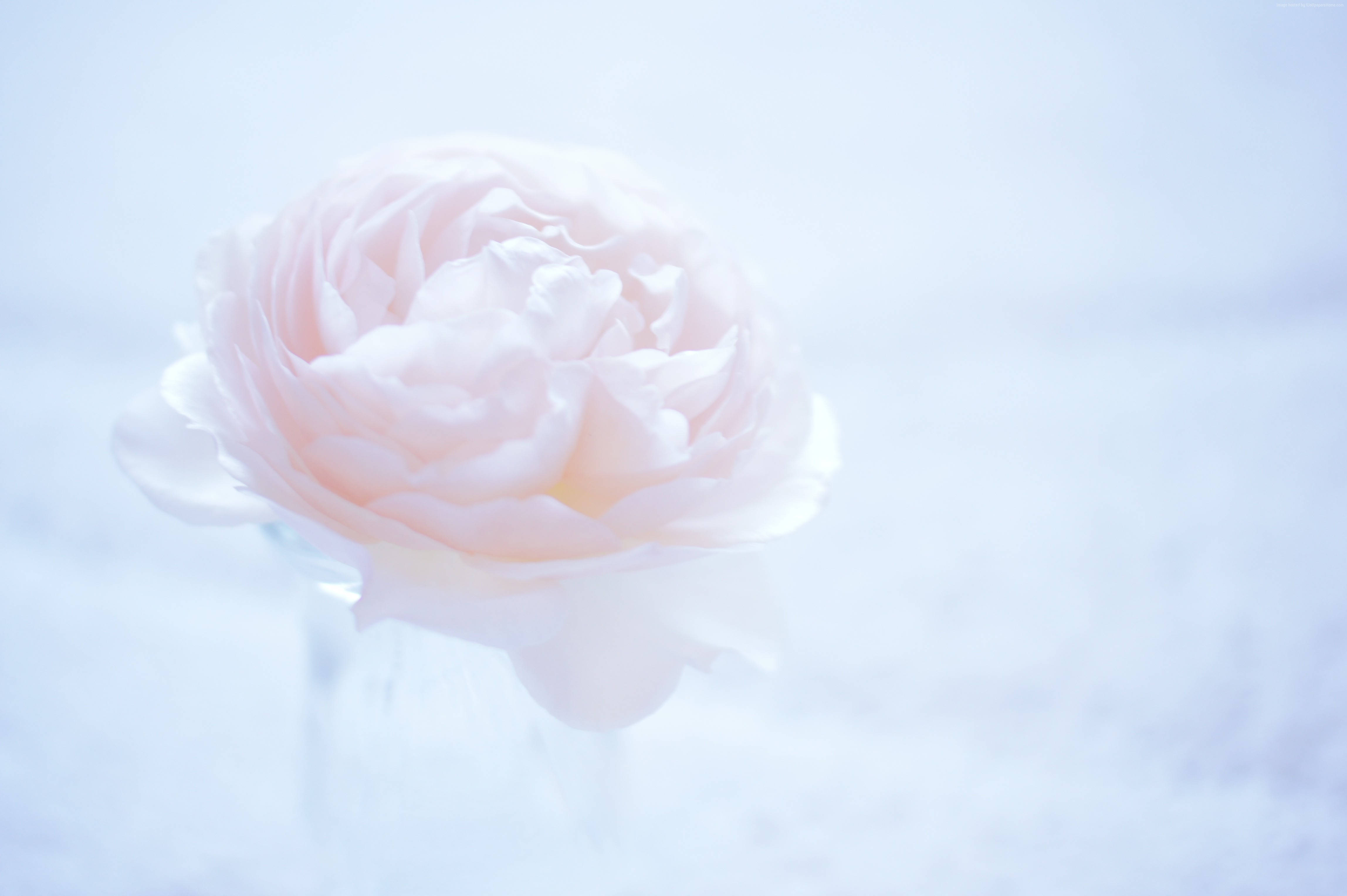pink peony, glass vase, hazy light blue background, 4K Desktop Wallpaper