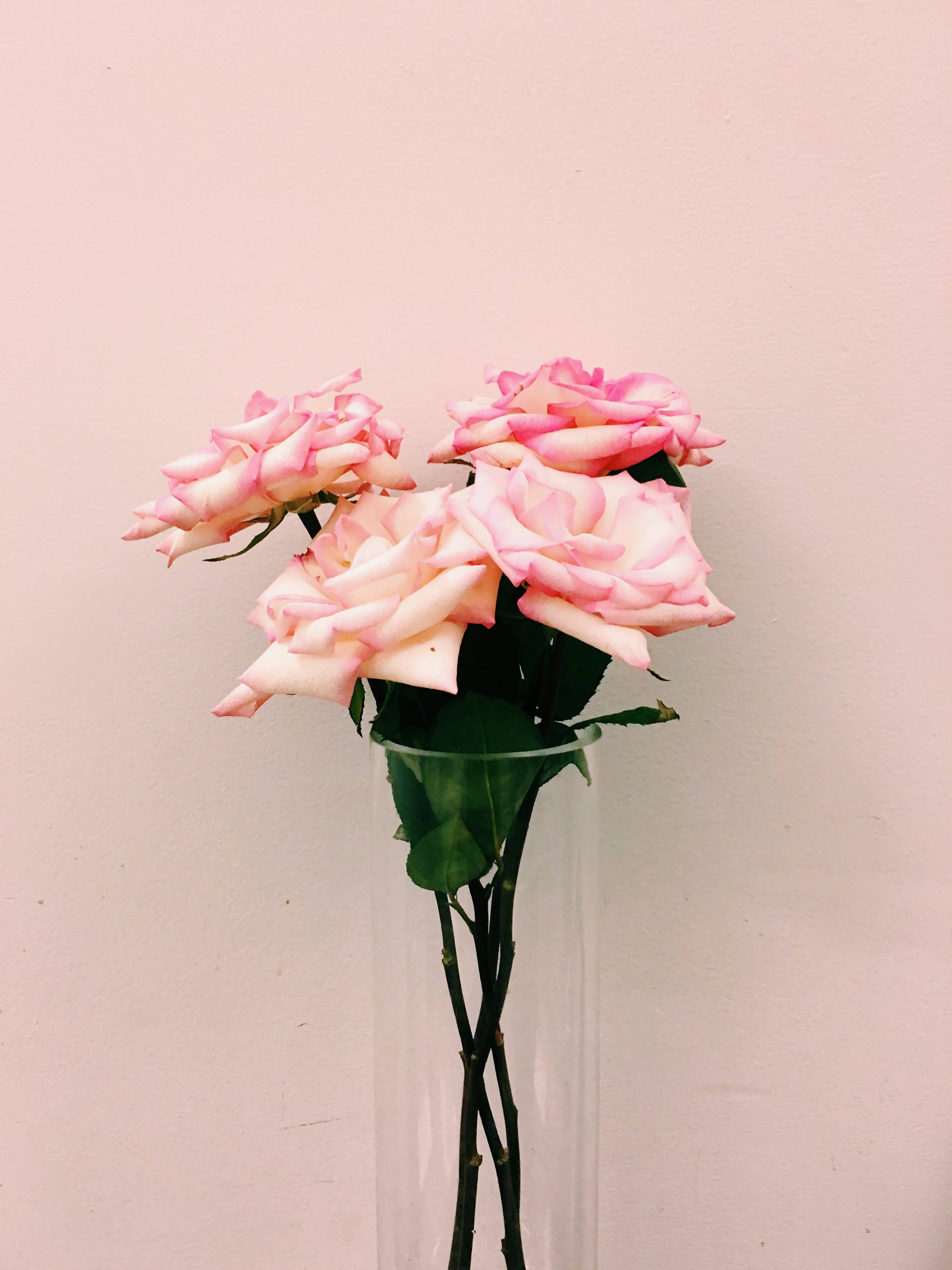 pink roses, white edges, clear glass vase, 4K Phone Wallpaper