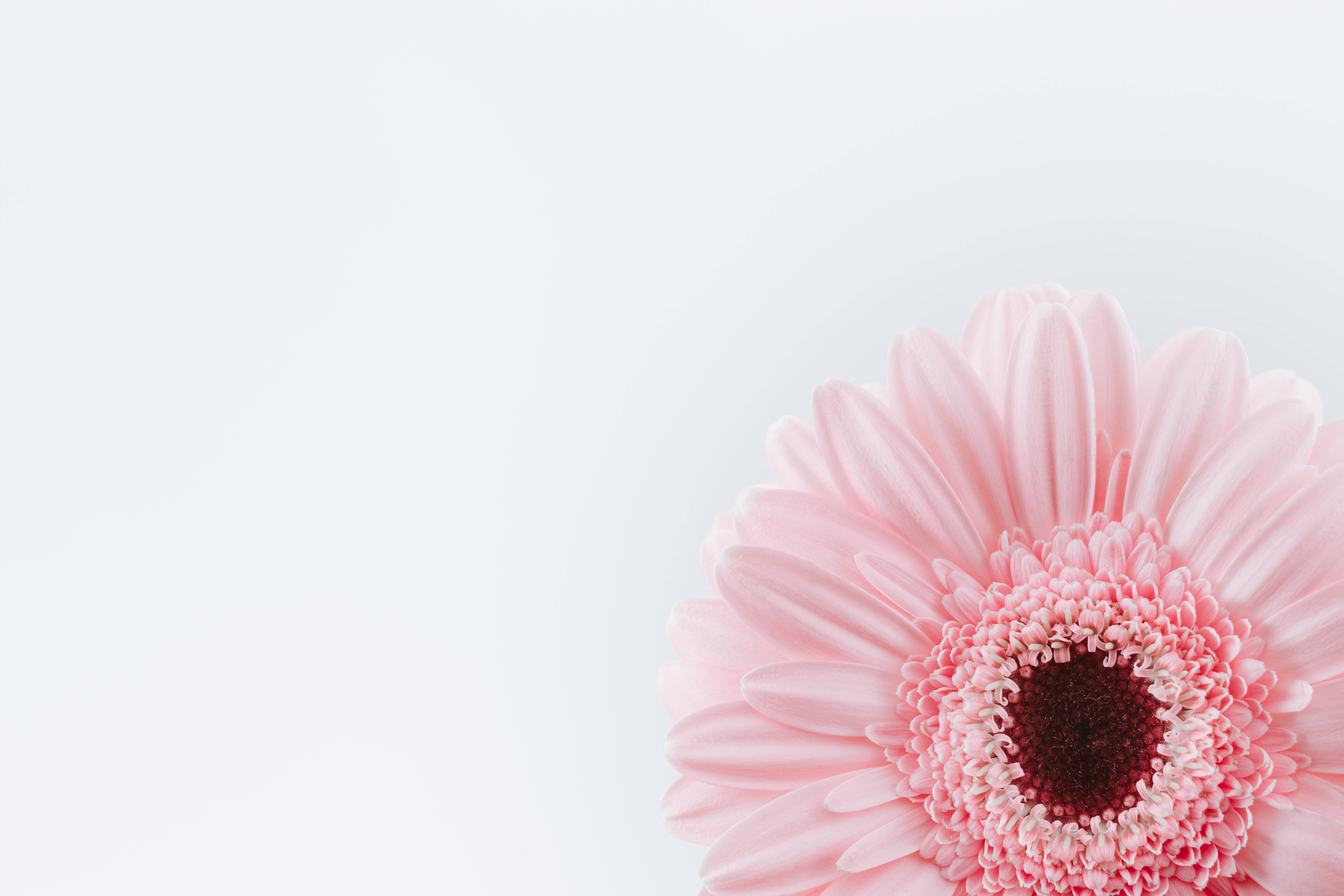 Pink And White, soft pink gerbera daisy, dark center, 5K Desktop Wallpaper
