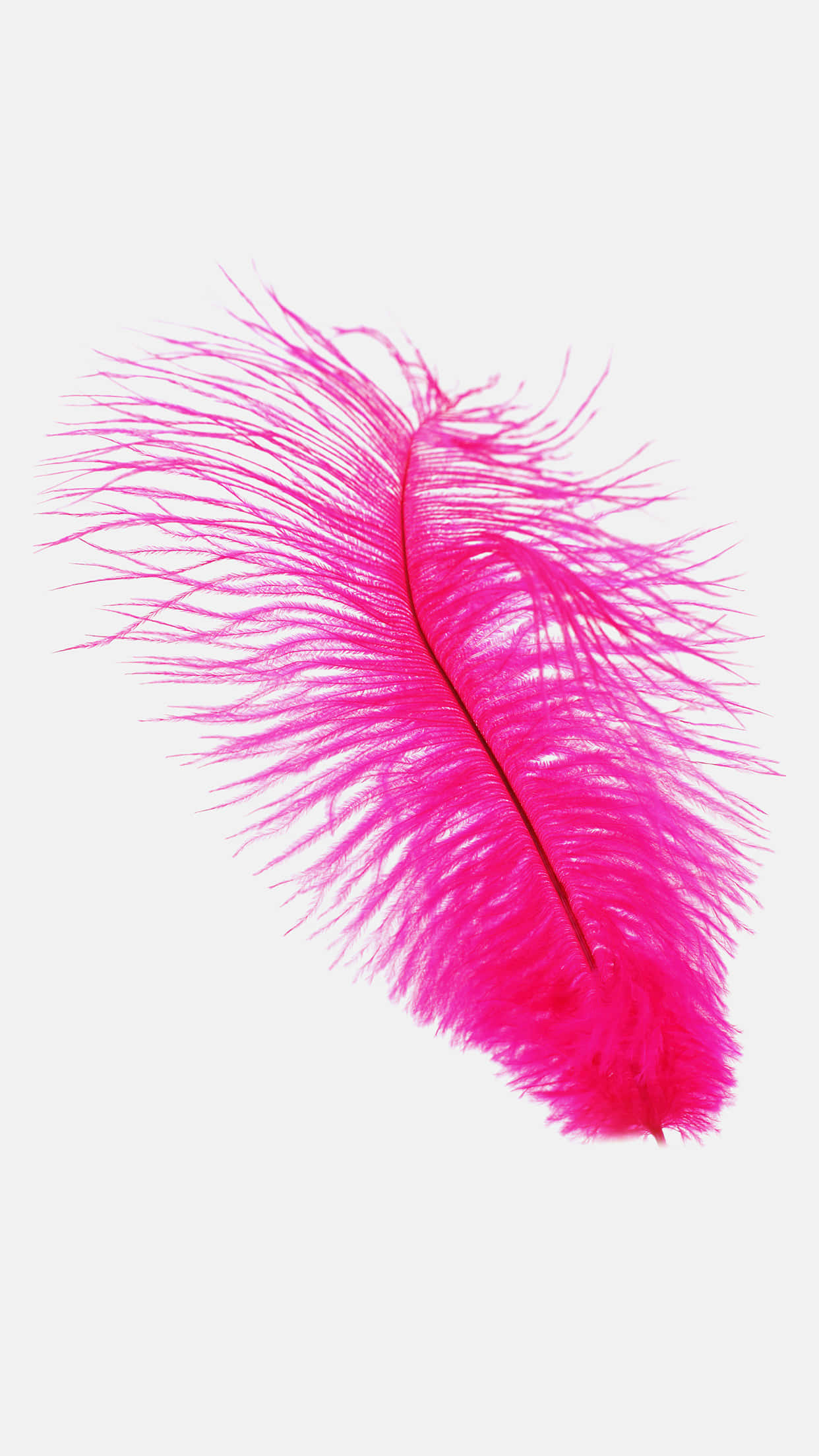 hot pink ostrich feather, off-white background, delicate barbs, Full HD Phone Wallpaper