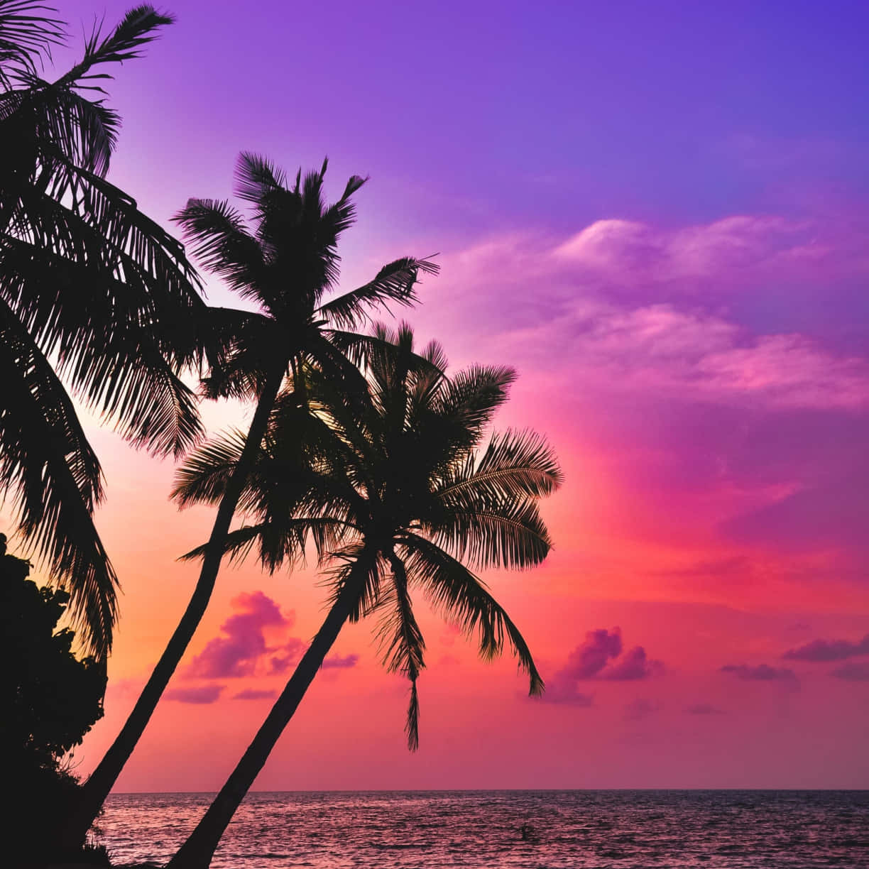 pink beach sunset, tropical beach, vibrant purple and pink sunset, SD Desktop Wallpaper