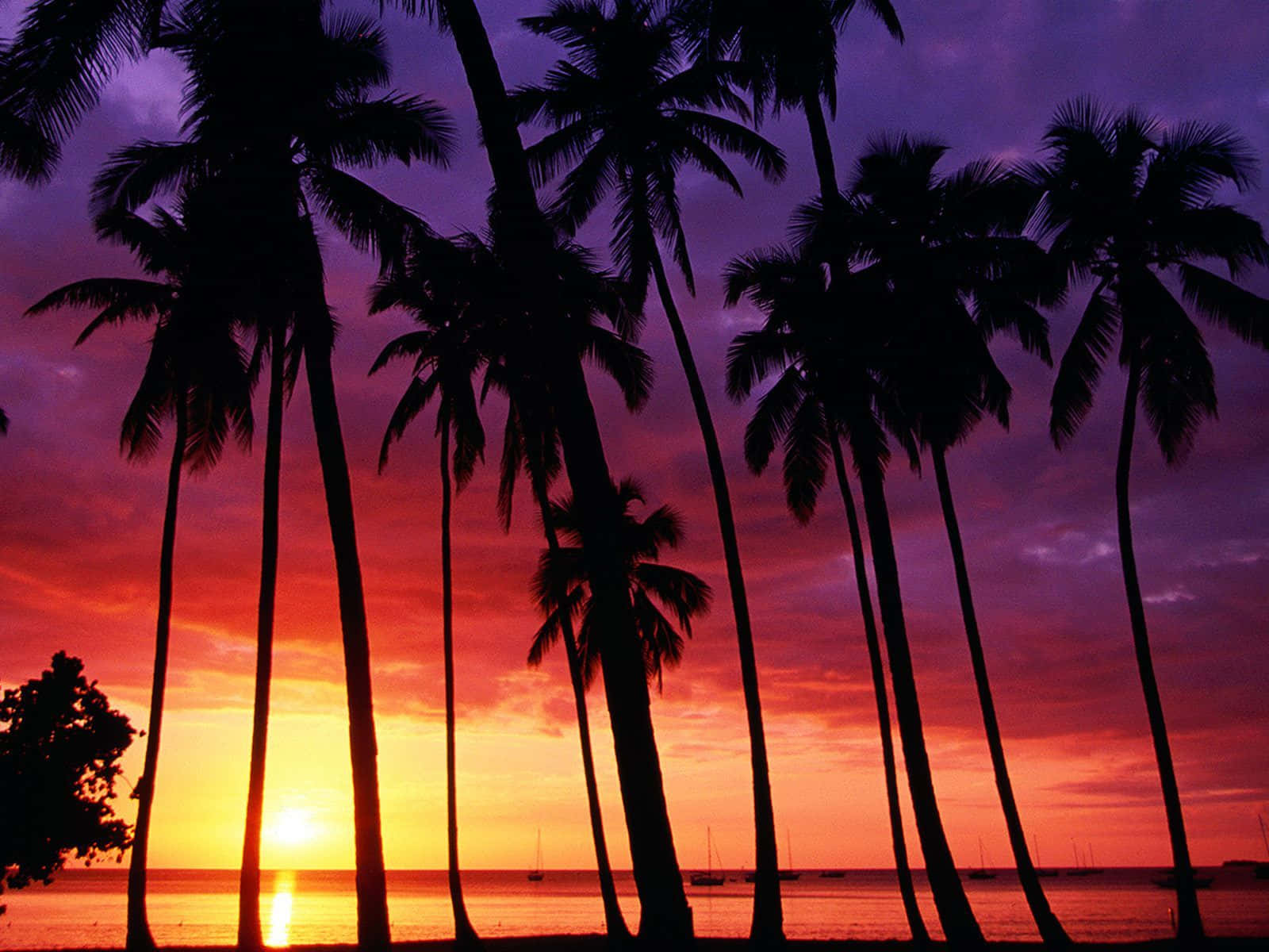 pink beach sunset, silhouetted palm trees, fiery sunset sky, HD Desktop Wallpaper