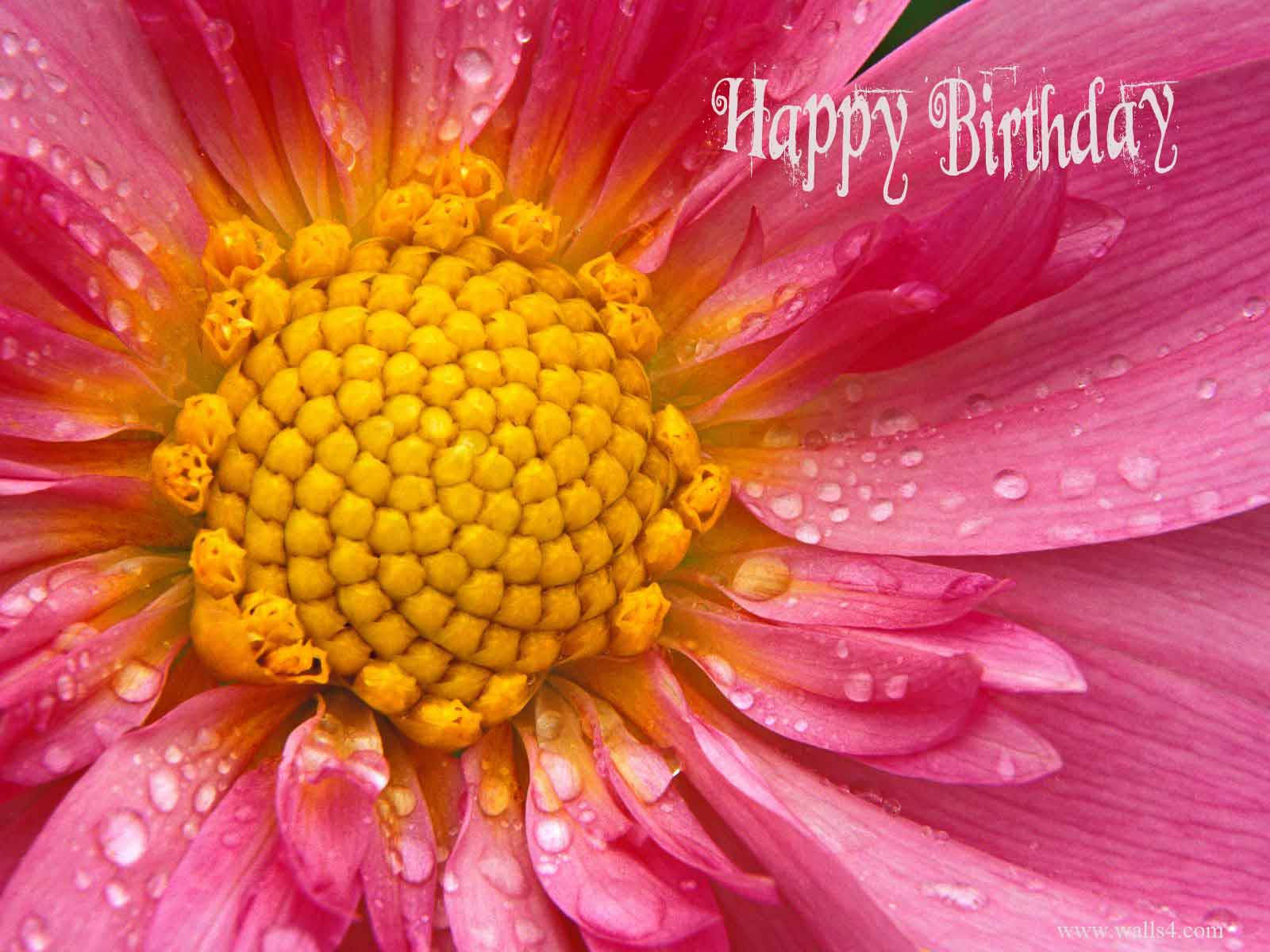 pink daisy, golden center, dew drops, HD Desktop Wallpaper