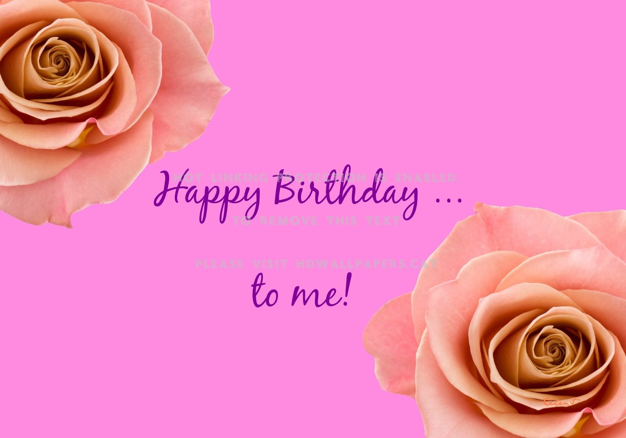 peach roses, vibrant pink background, purple birthday text, Full HD Desktop Wallpaper